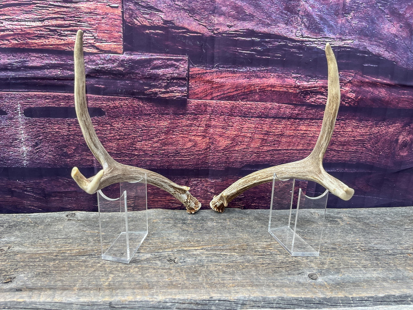 Small Matching Mule Deer Antler Set! Naturally Shed - Ethically Sourced Antlers for Decor, Crafting, Pets and More