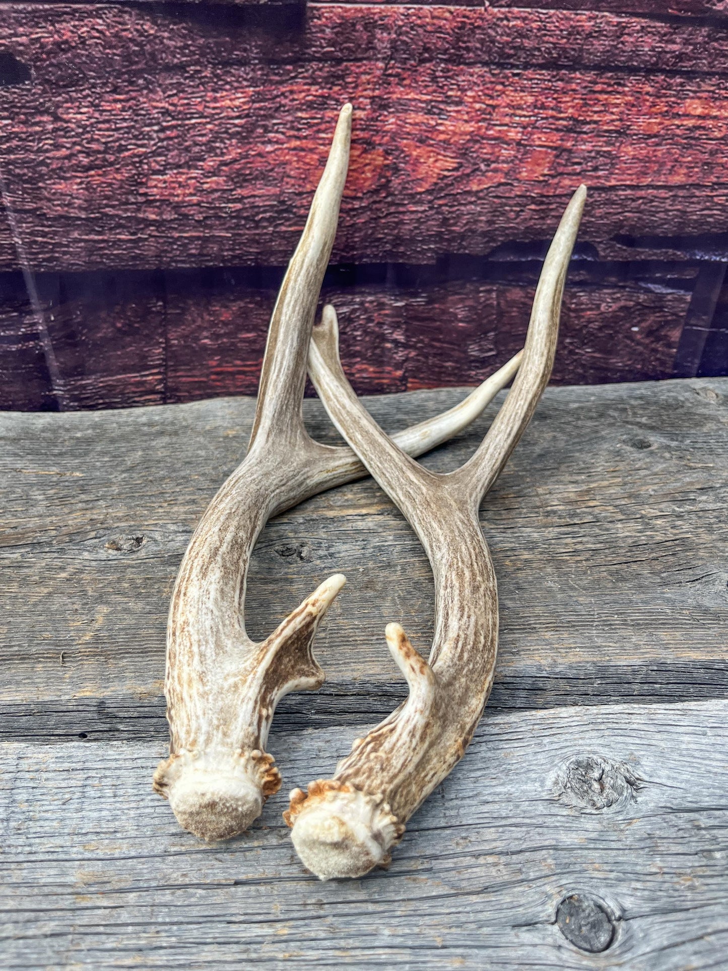 Small Matching Mule Deer Antler Set! Naturally Shed - Ethically Sourced Antlers for Decor, Crafting, Pets and More