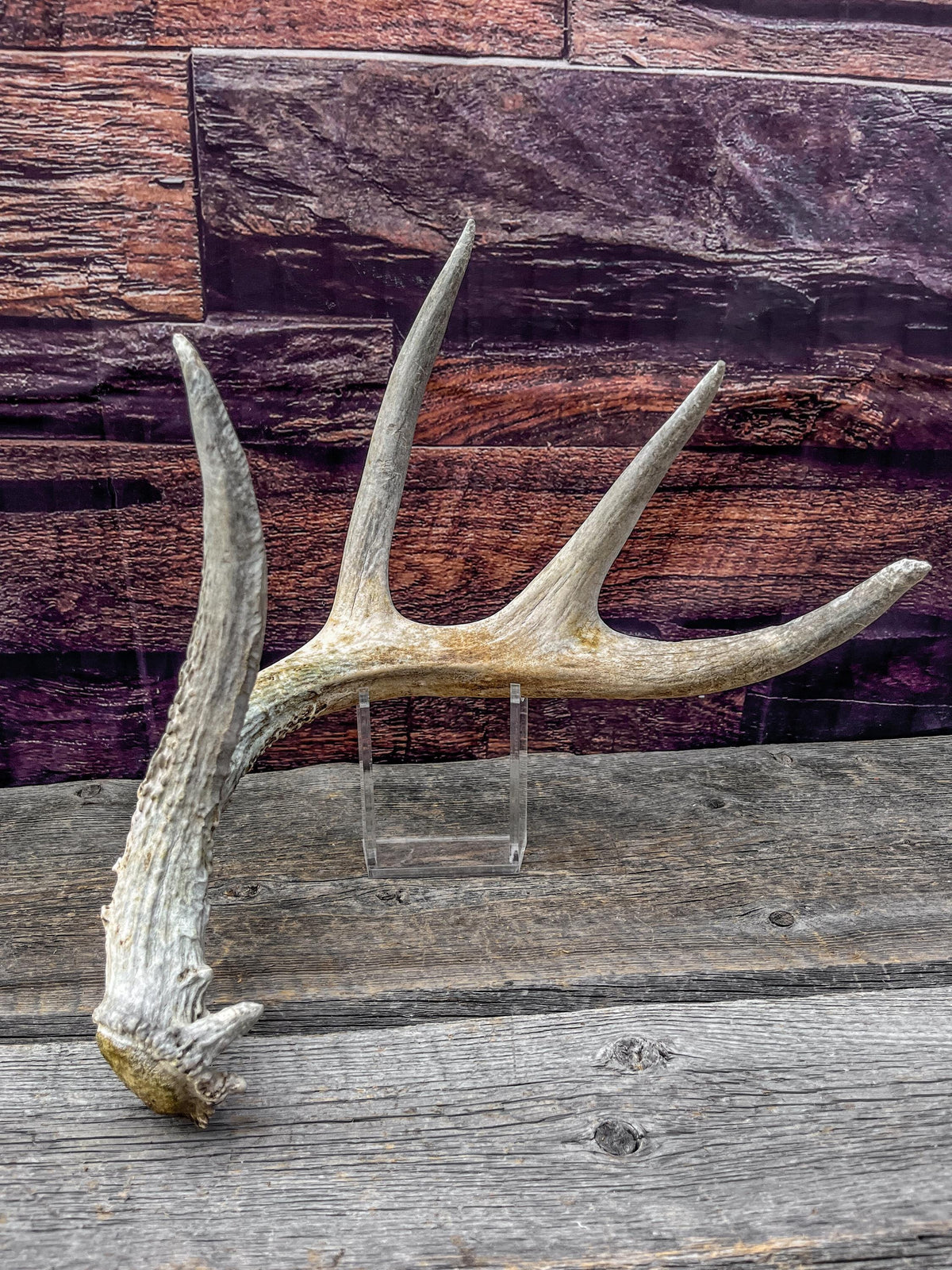 Shed White-tailed Deer Antler - Naturally Shed, Large Wild Deer Antler. for decor, design, crafting and more!