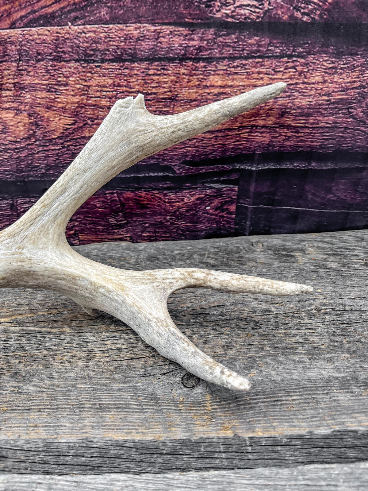 Old Mule Deer Antler. Self-Standing Decor piece, Table centrepiece, and More.