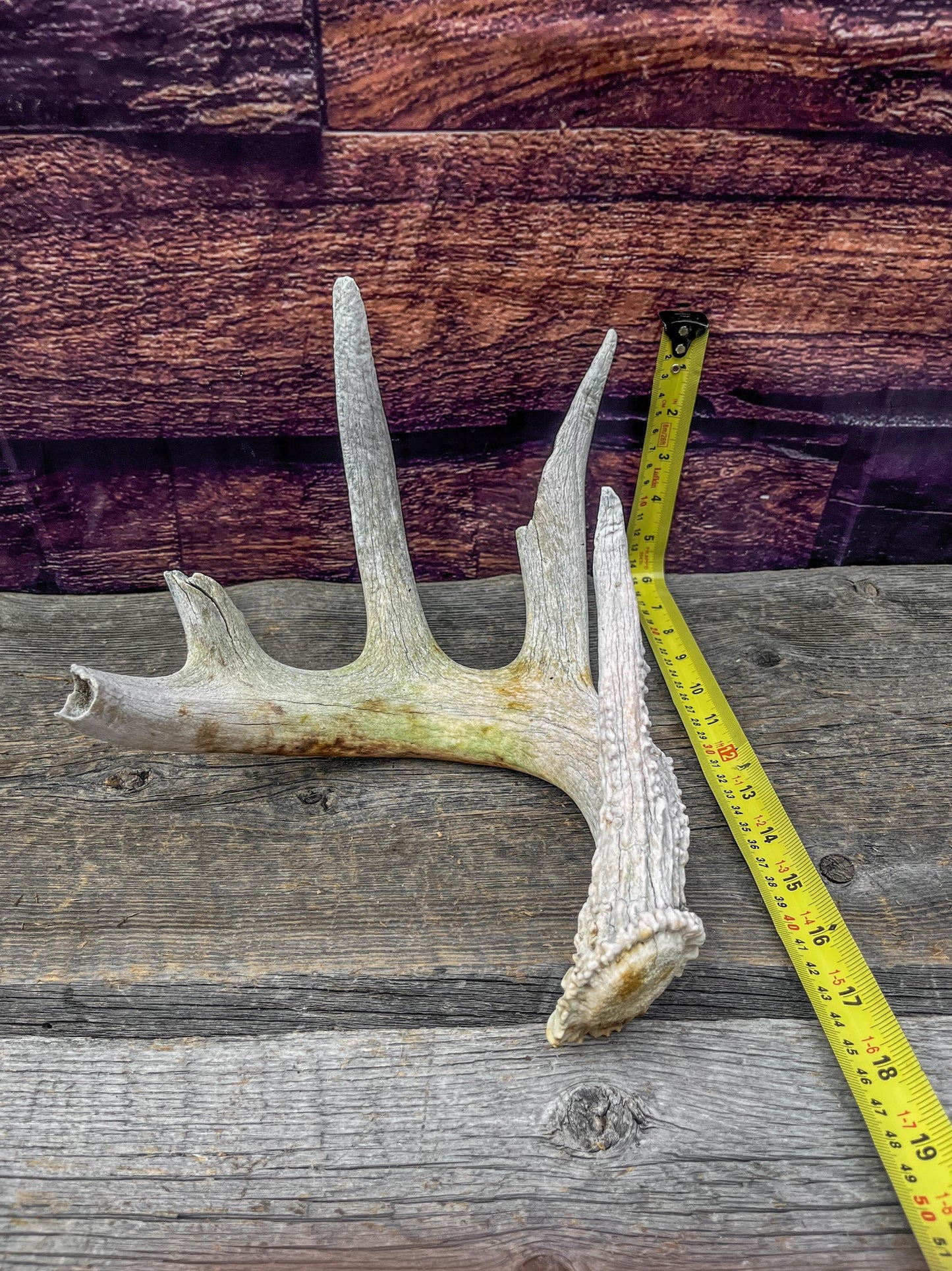 Decor Antler. Naturally Shed, Wild, White-tailed Deer Antler. Whole Antler for decor, crafting, and more.