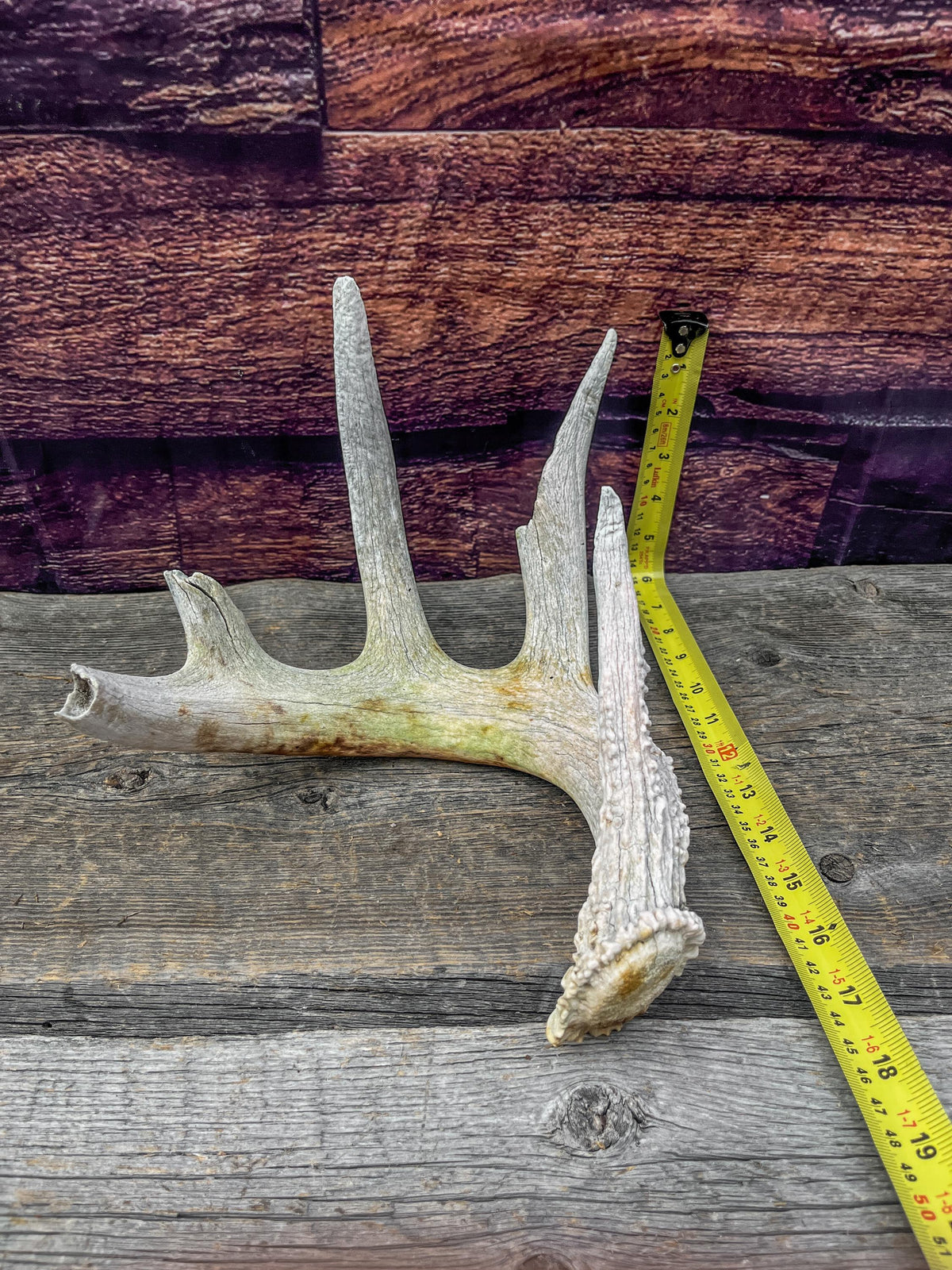 Decor Antler. Naturally Shed, Wild, White-tailed Deer Antler. Whole Antler for decor, crafting, and more.