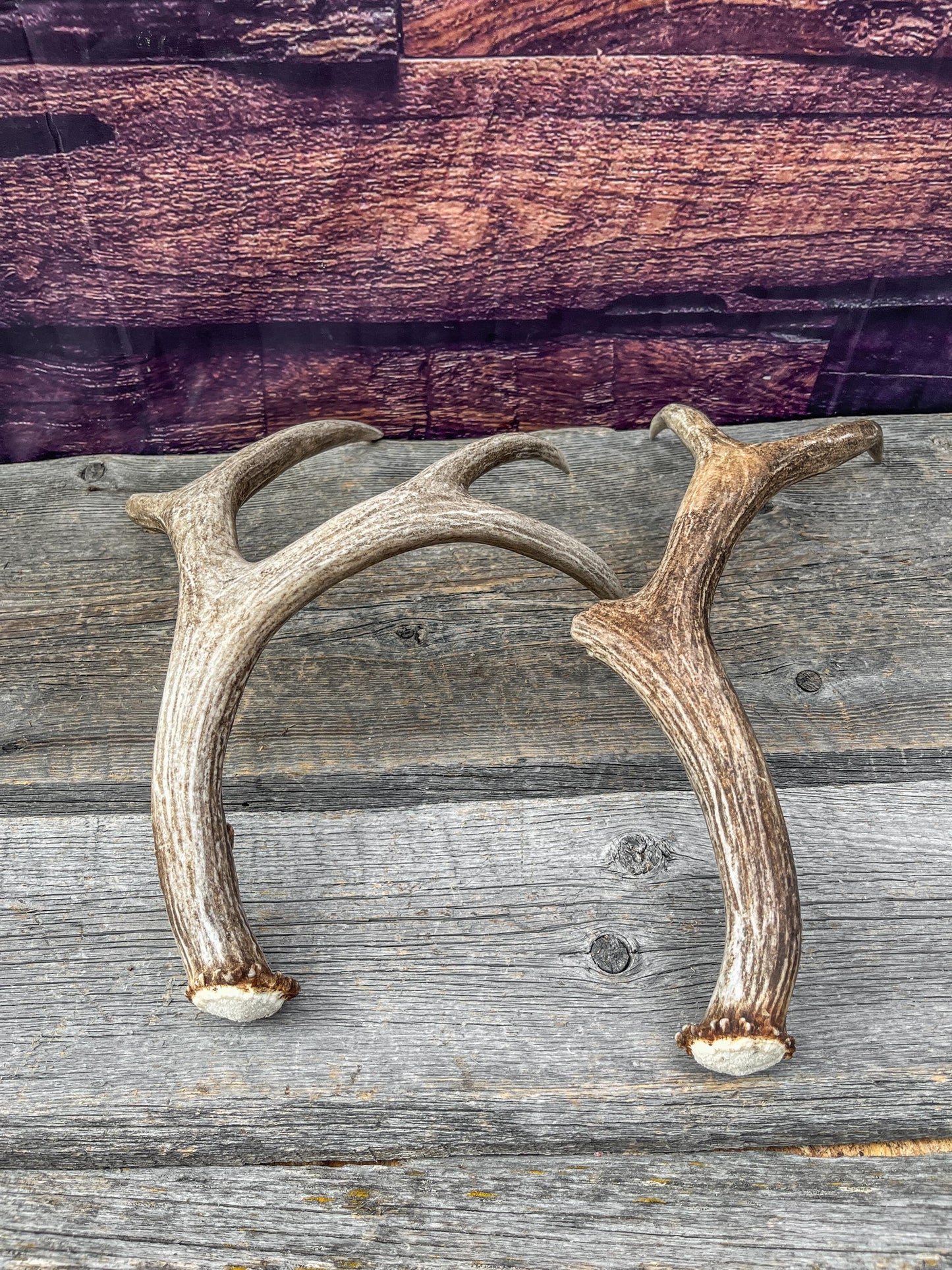 Mule Deer Antlers. Matching Brown Set. Decor, design, crafting and more!