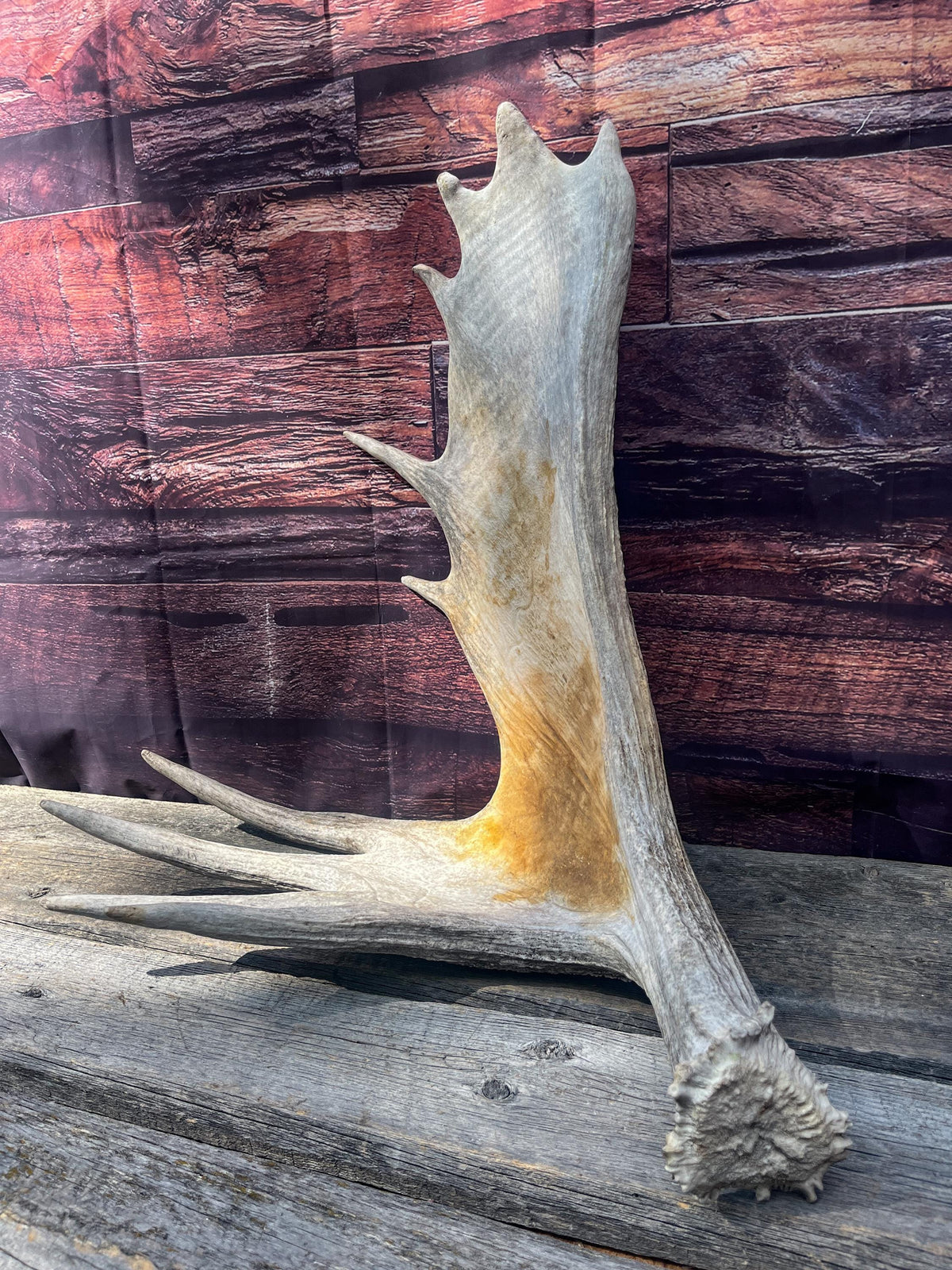 Large Bull Moose Antler. Extra Large - “Super Sized” Antler for Crafting, Decor, Interior Design, and more!