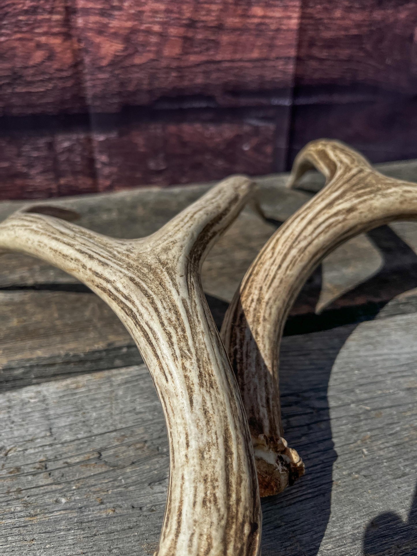 Antlers. Small Matching Mule Deer Matched Set! Naturally Shed - Ethically Sourced Antlers for Decor, Crafting, Pets and More