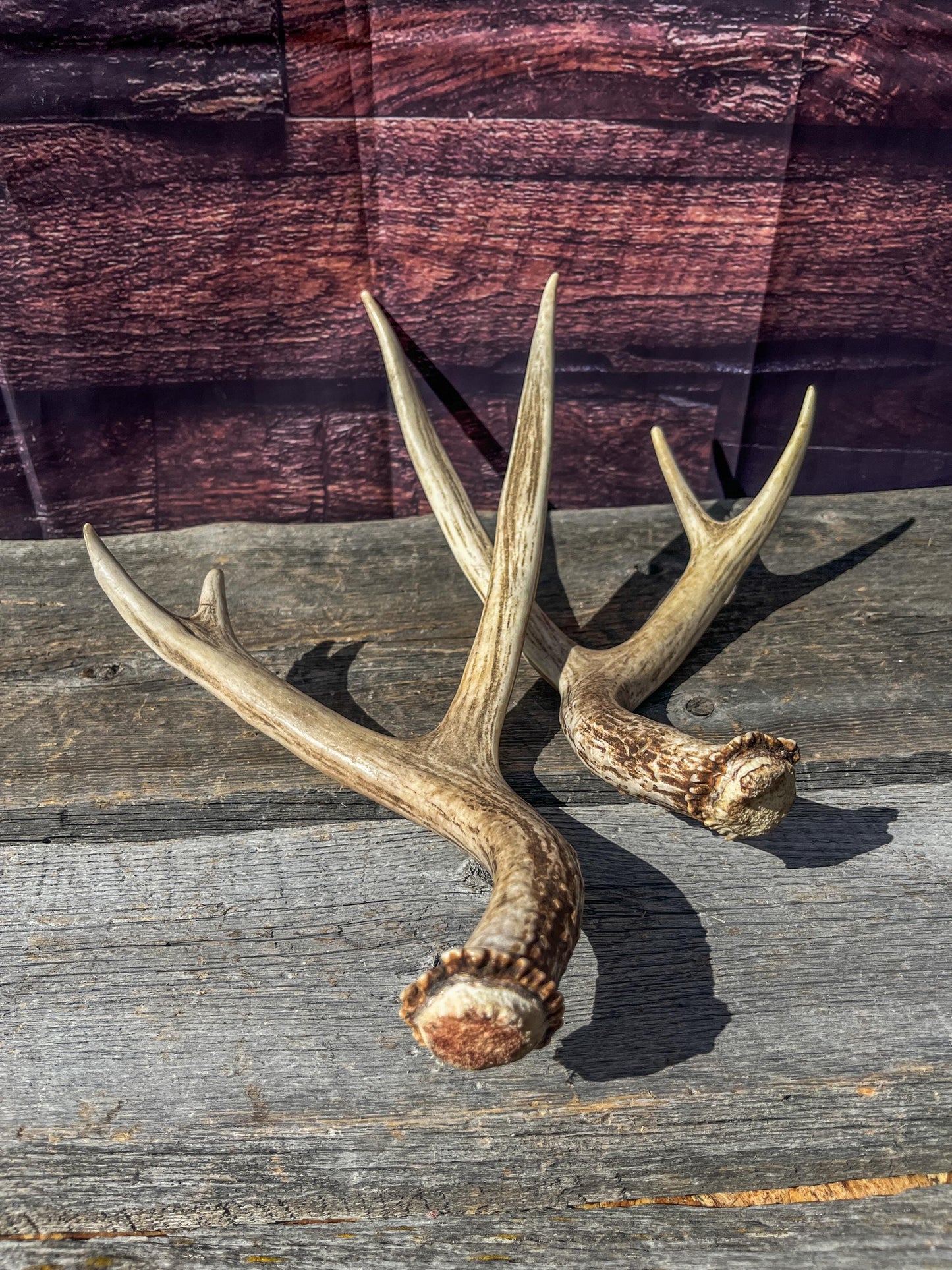 Antlers. Small Matching Mule Deer Matched Set! Naturally Shed - Ethically Sourced Antlers for Decor, Crafting, Pets and More
