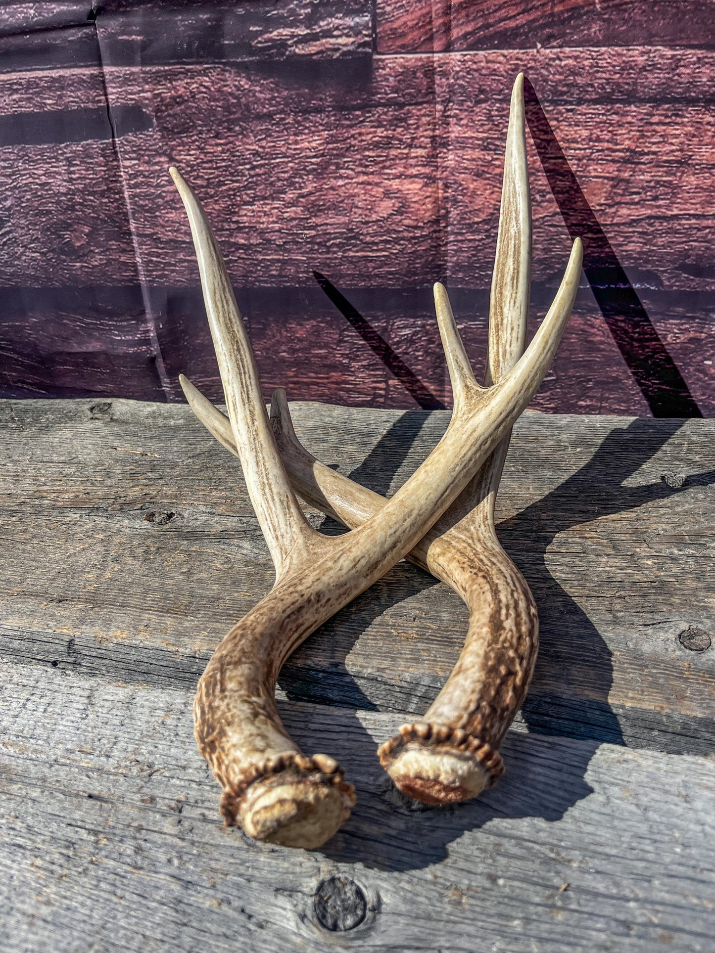 Antlers. Small Matching Mule Deer Matched Set! Naturally Shed - Ethically Sourced Antlers for Decor, Crafting, Pets and More
