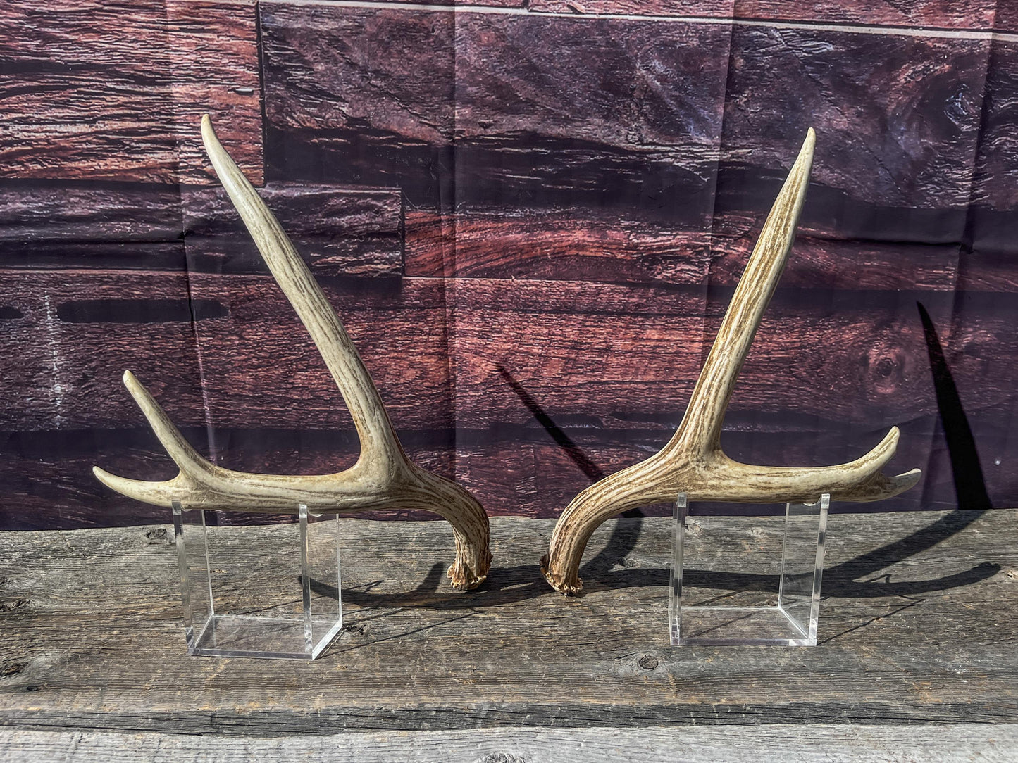 Antlers. Small Matching Mule Deer Matched Set! Naturally Shed - Ethically Sourced Antlers for Decor, Crafting, Pets and More
