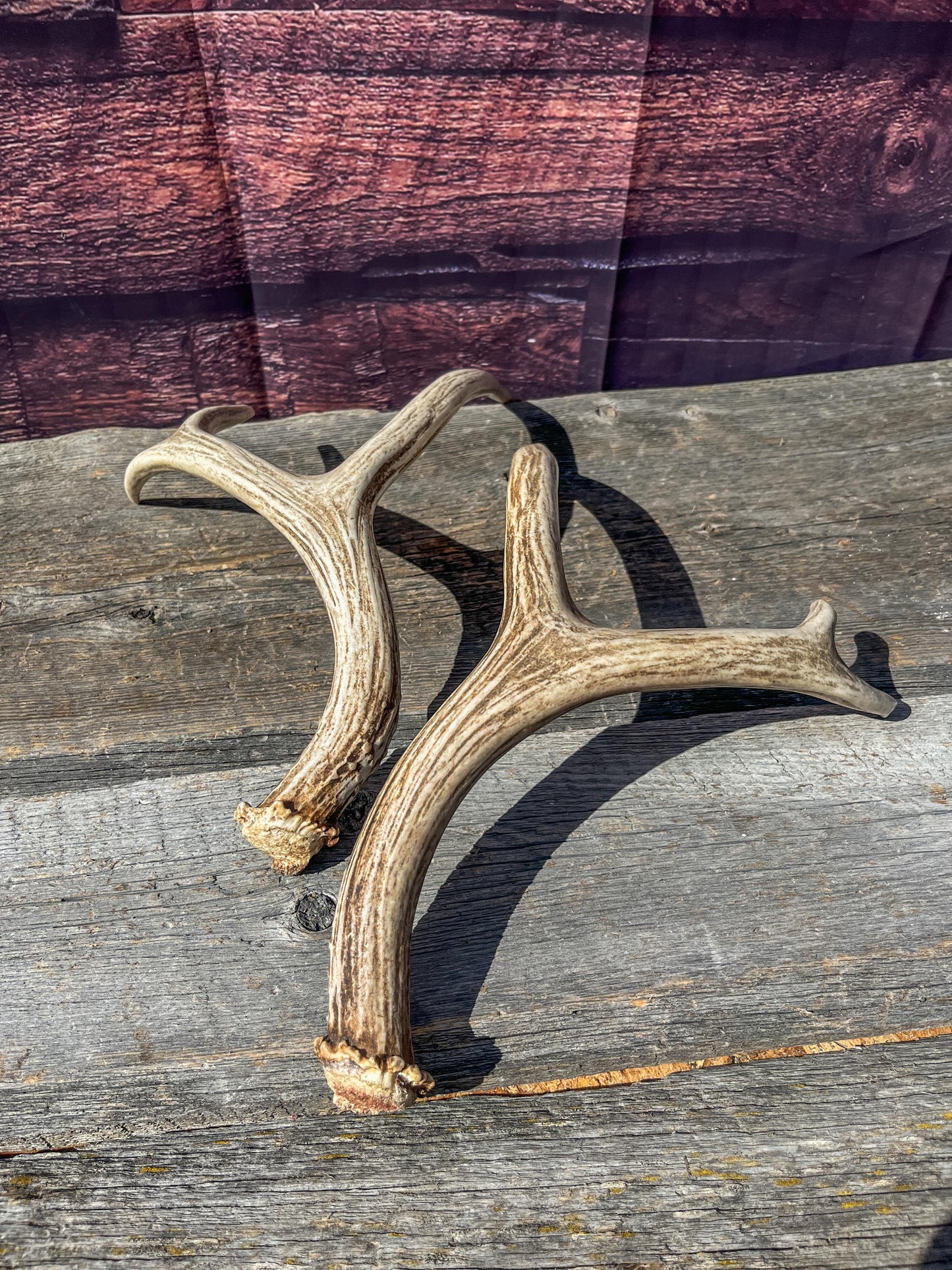 Antlers. Small Matching Mule Deer Matched Set! Naturally Shed - Ethically Sourced Antlers for Decor, Crafting, Pets and More