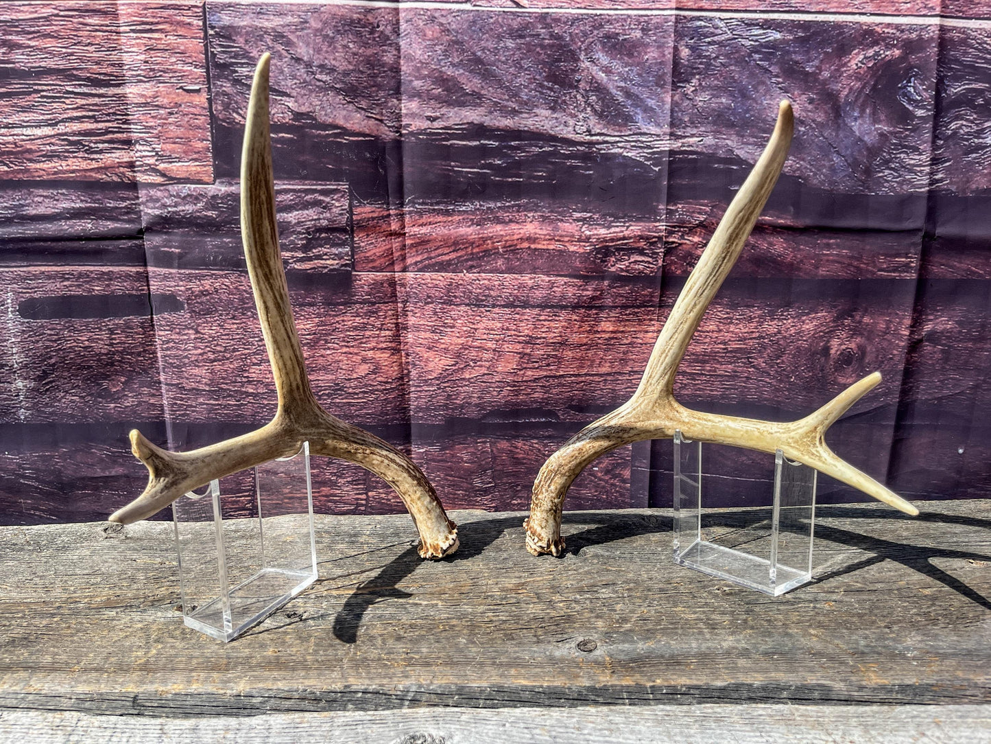 Antlers. Small Matching Mule Deer Matched Set! Naturally Shed - Ethically Sourced Antlers for Decor, Crafting, Pets and More