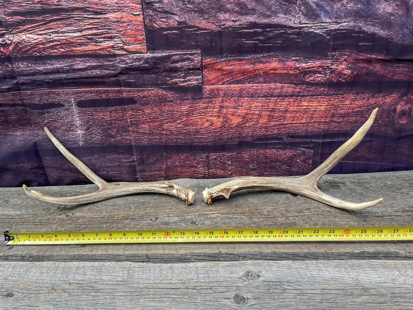 Small Matching Mule Deer Antler Set! Naturally Shed - Ethically Sourced Antlers for Decor, Crafting, Pets and More