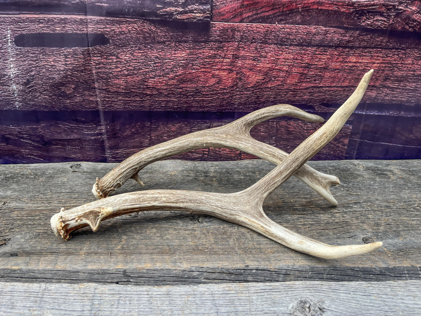 Small Matching Mule Deer Antler Set! Naturally Shed - Ethically Sourced Antlers for Decor, Crafting, Pets and More