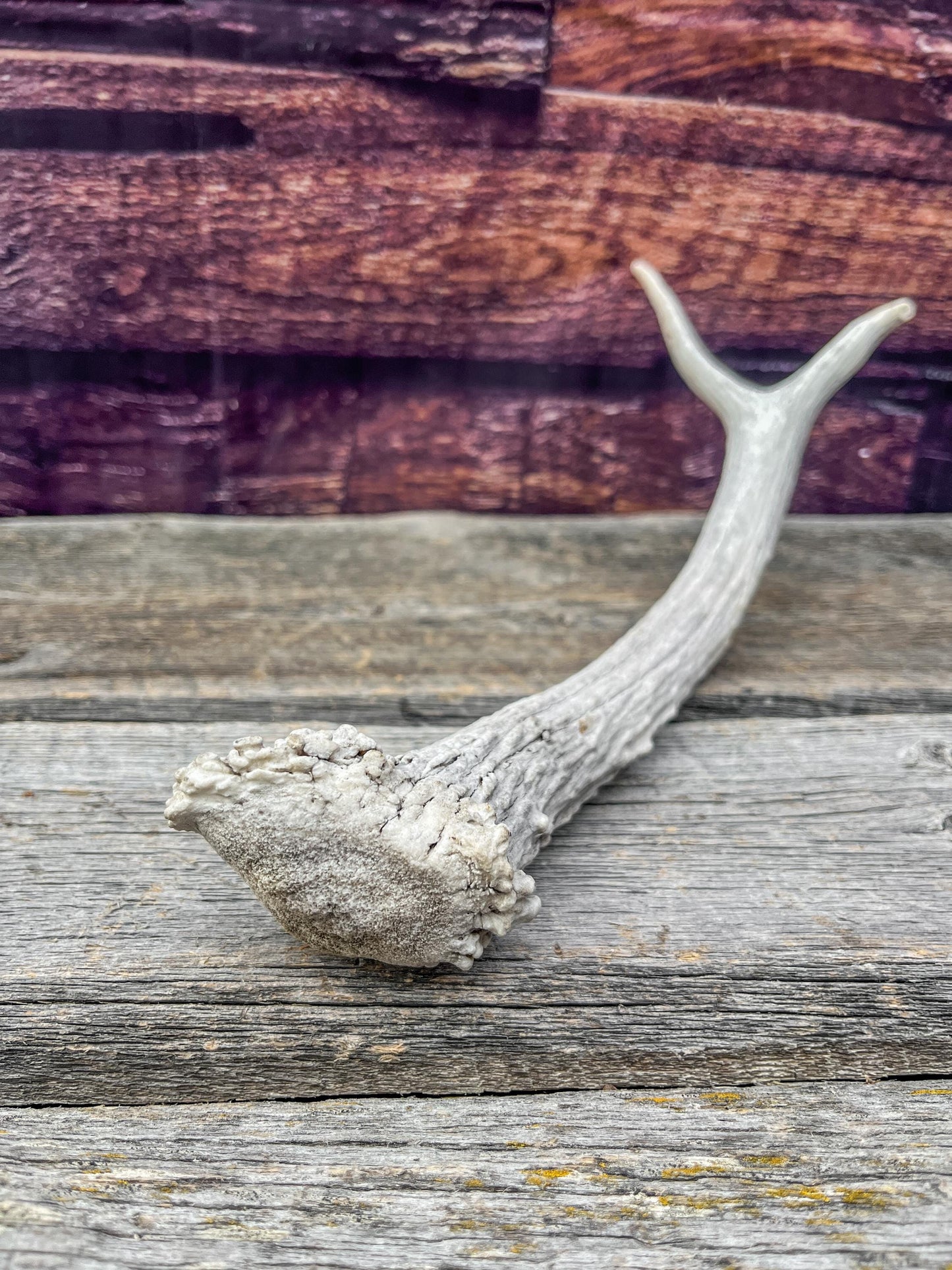 Spike Elk Antler. Elk antler for decor, crafting, performing arts, and more.