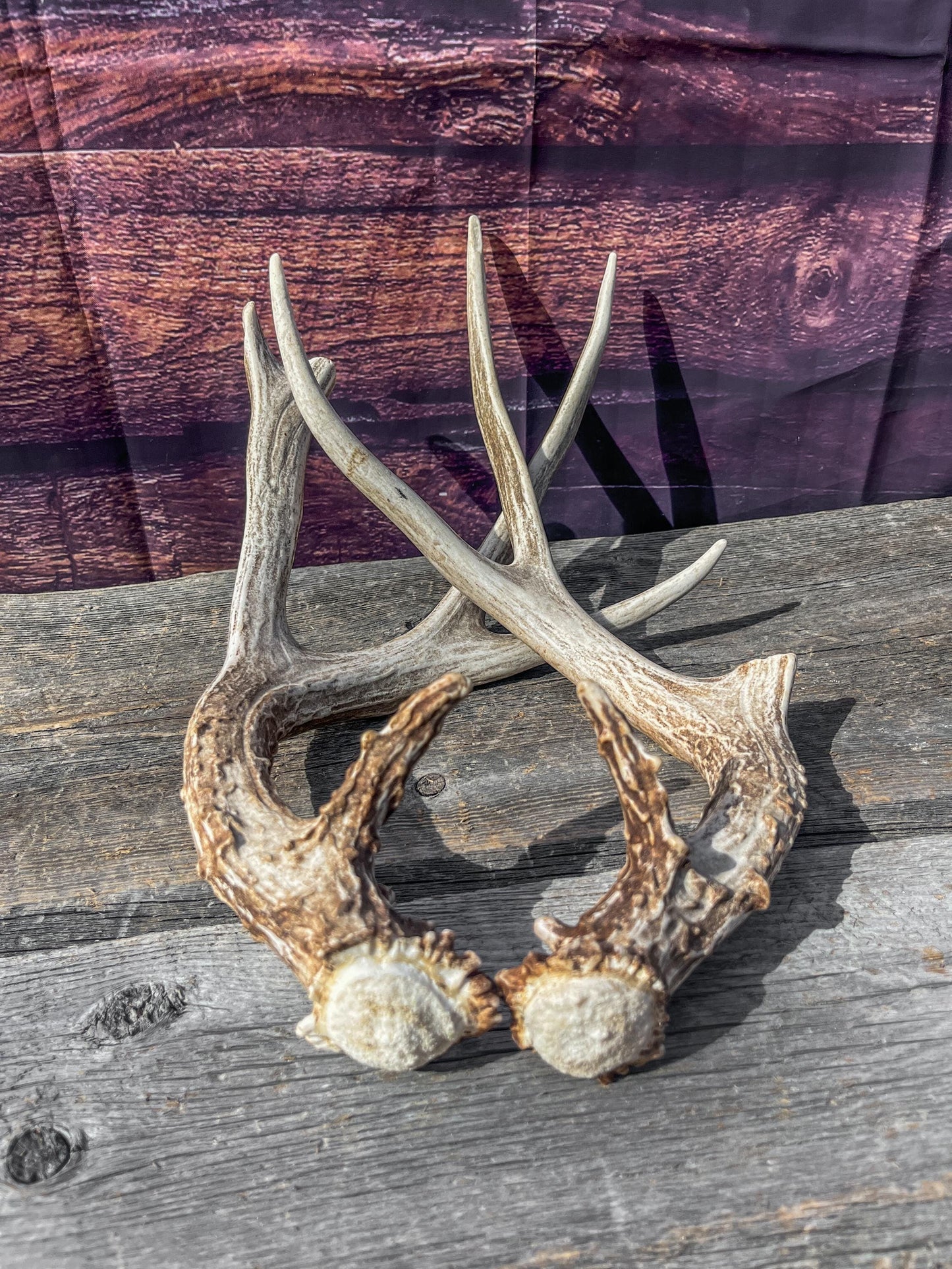Mule Deer Antlers. Matching Brown Set. Decor, design, crafting and more!