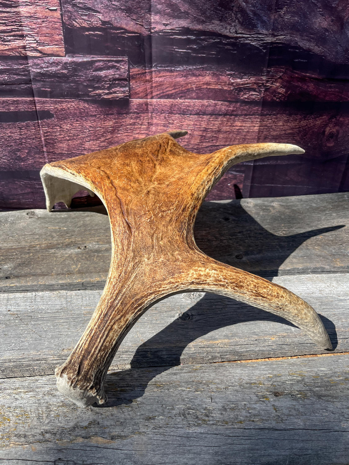 Large Bull Moose Antler. Antler for Crafting, Decor, Interior Design, and more!