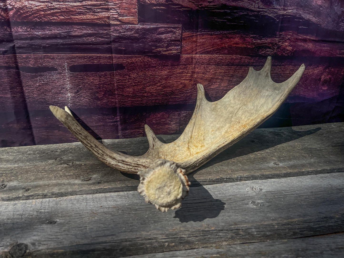 Large Bull Moose Antler. Antler for Crafting, Decor, Interior Design, and more!