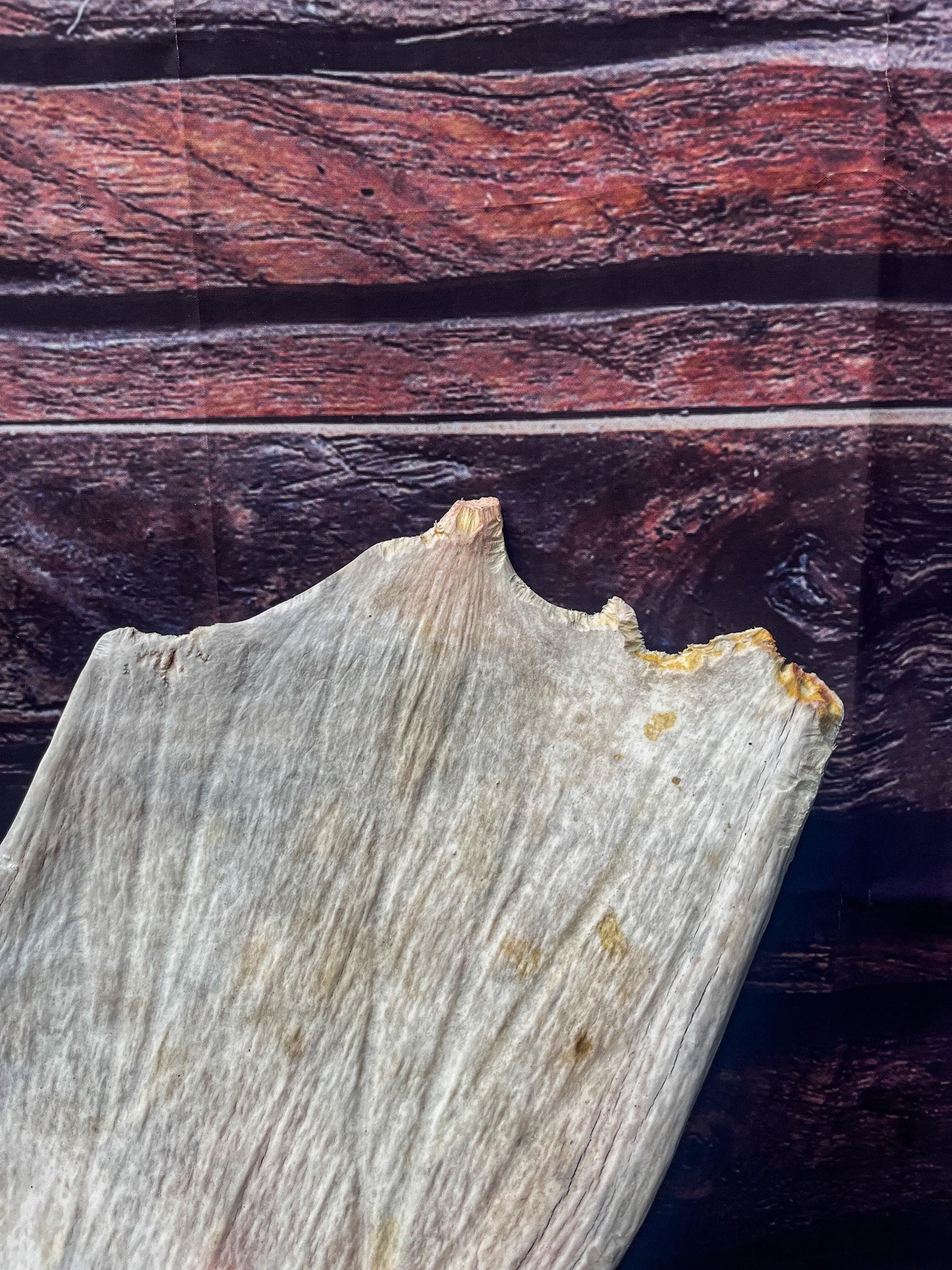 Large Bull Moose Antler. Extra Large Antler for crafting decor and more!