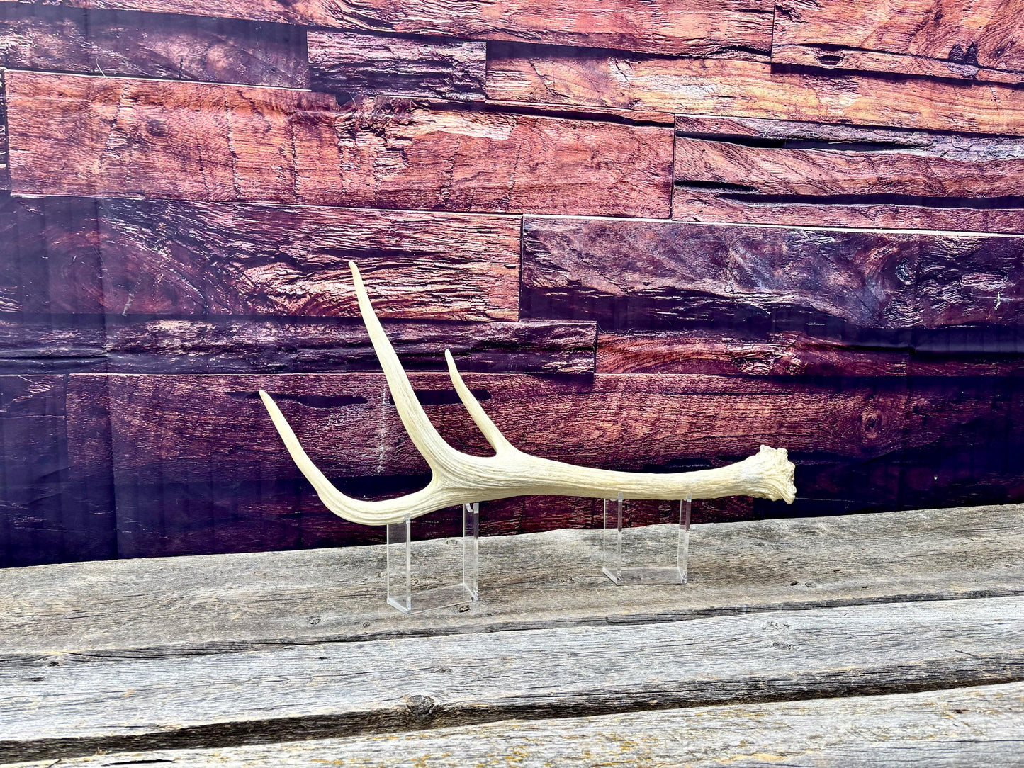 Trident Shaped Elk Antler. Unusual medium sized Elk antler for decor, crafting, art and more.