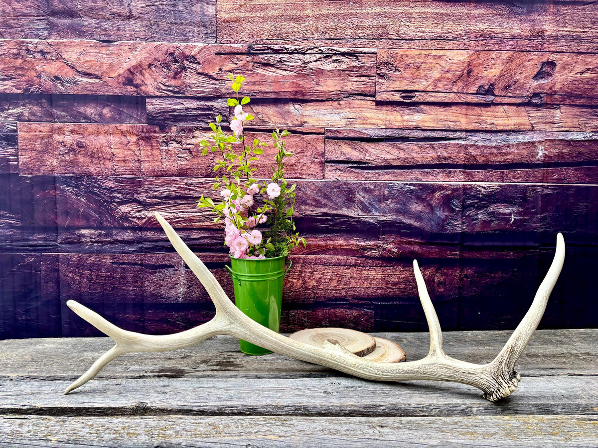 Wild Canadian Bull Elk Antler! Home and Cabin Decor, Crafting and Table Centerpiece.