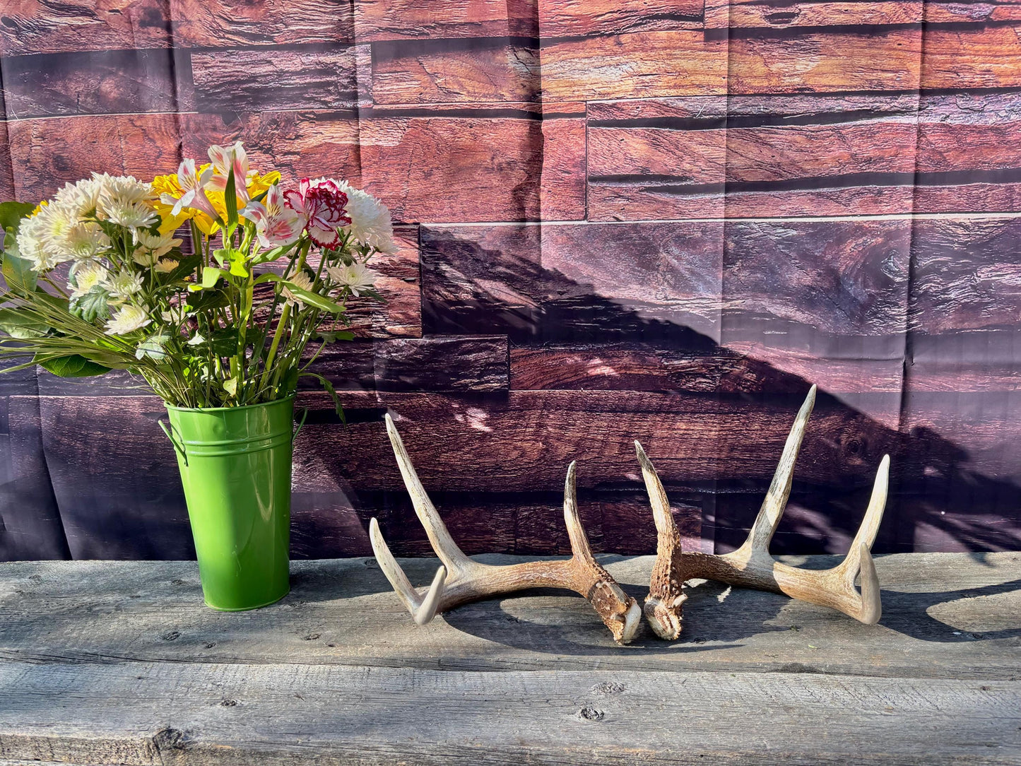 Deer Antlers - White-tailed deer Matching Set. Wild Canadian Whitetail Buck Antlers
