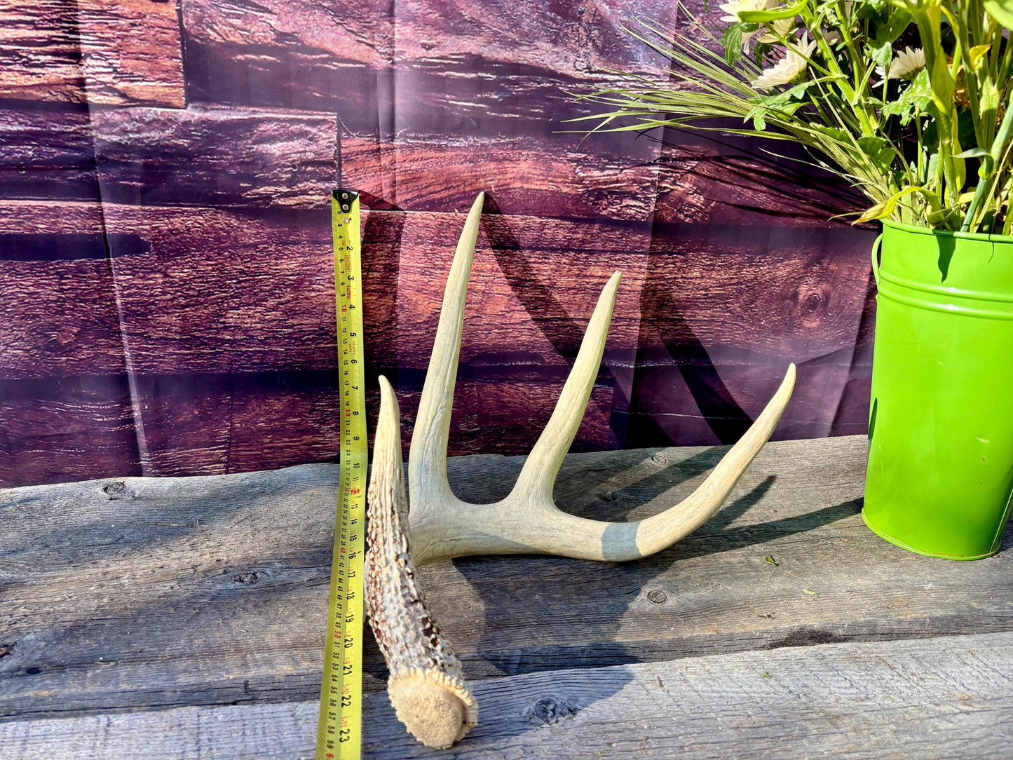 White-tailed Deer Antler. Classic, Large Canadian Buck. Crafting and Decor Antlers