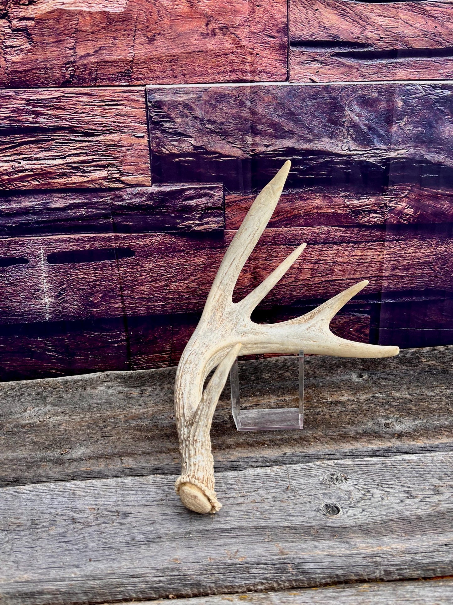 White-tailed Deer Antler. Heavy Mass - Large Canadian Buck. Crafting and Decor Antlers