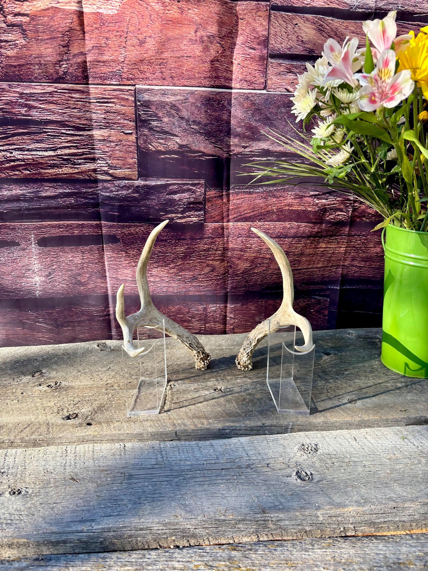 Deer Antlers - Mule deer Matching Set. Wild Canadian Mule deer Buck Antlers for Crafting, Decor and More