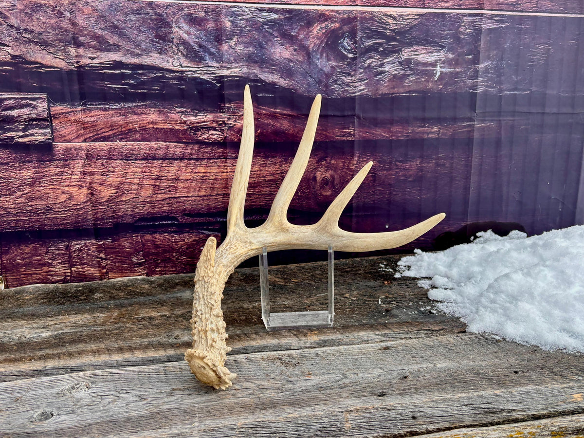Deer Antler - Large White-tailed deer Antler. Rustic Decor. Classic 5pt Antler for decor, design, crafting and more
