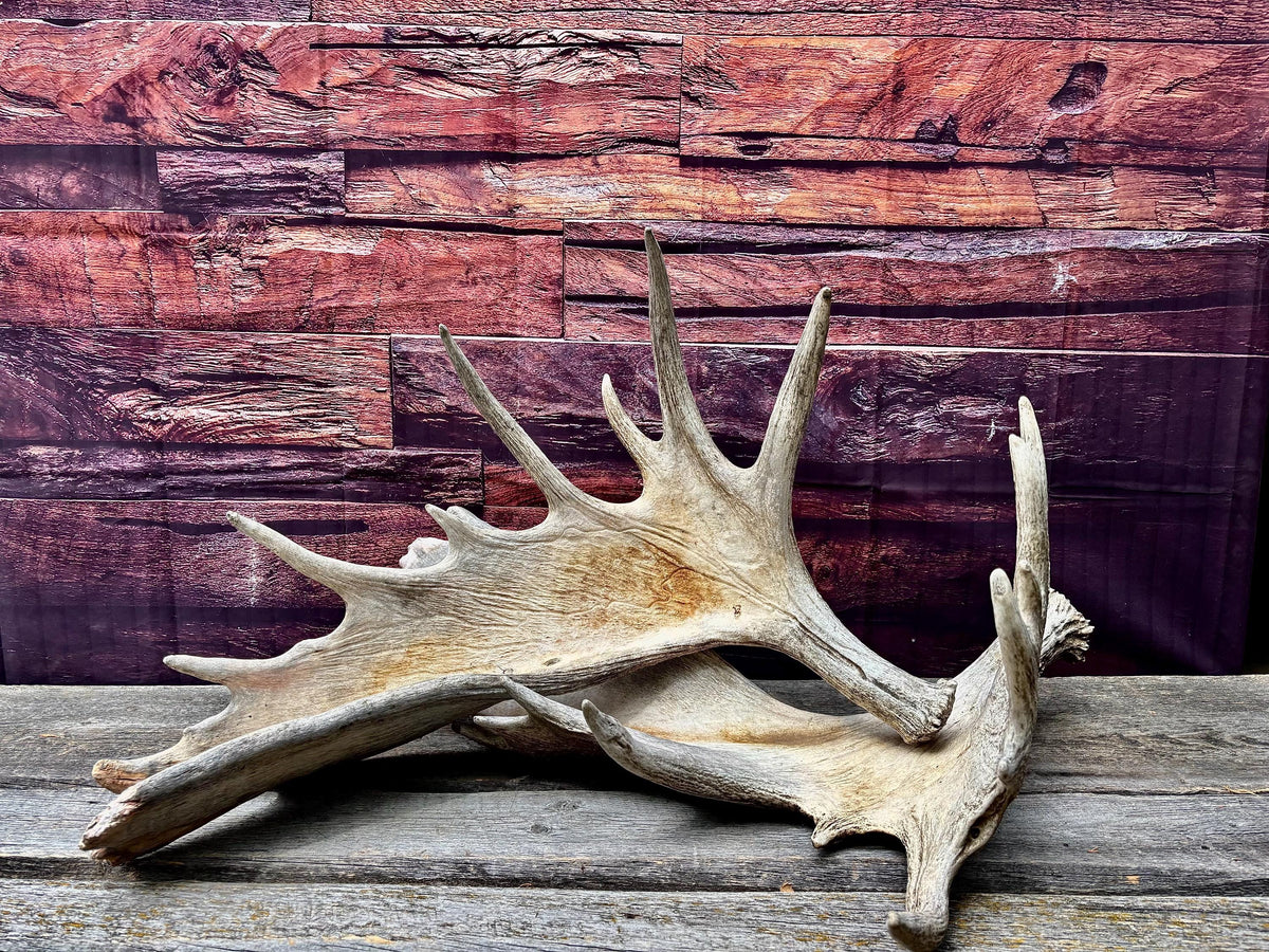 Enormous Alberta Moose Antler Set. Massive antlers for wall decor, crafting, carving and more.
