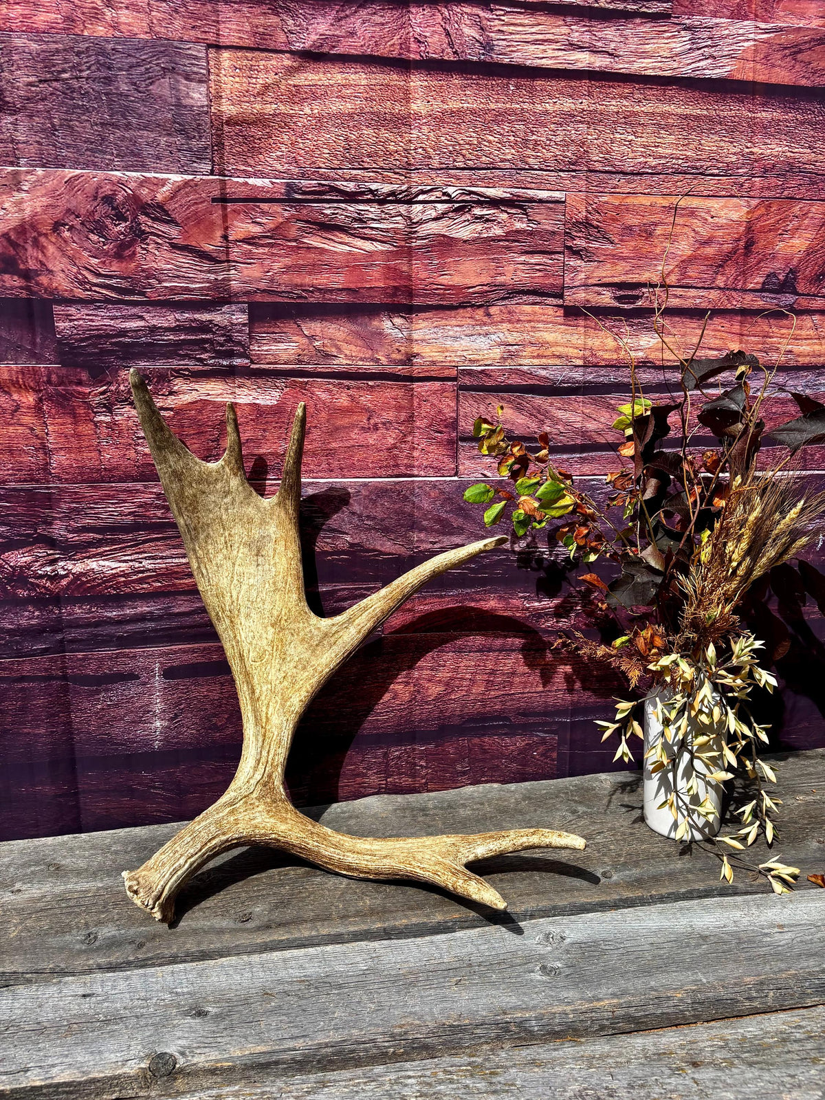 Large Moose Antler. Super Fresh, Dark-Colored Moose “Paddle” For Crafting, Decor and More