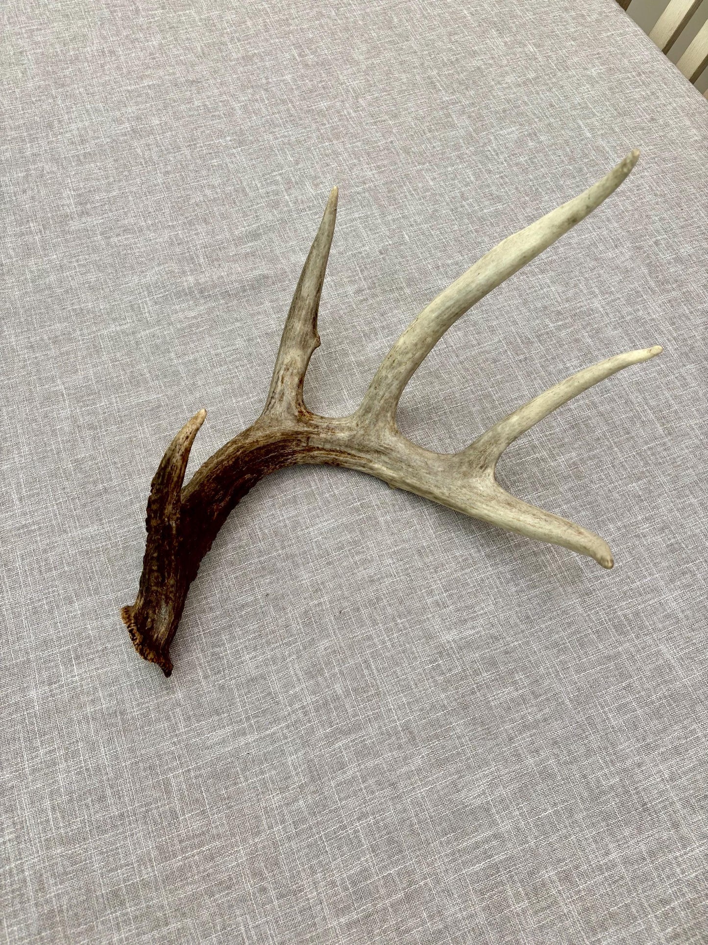 White-tailed Deer Antler. Classic, Large Canadian Buck. Crafting and Decor Antlers