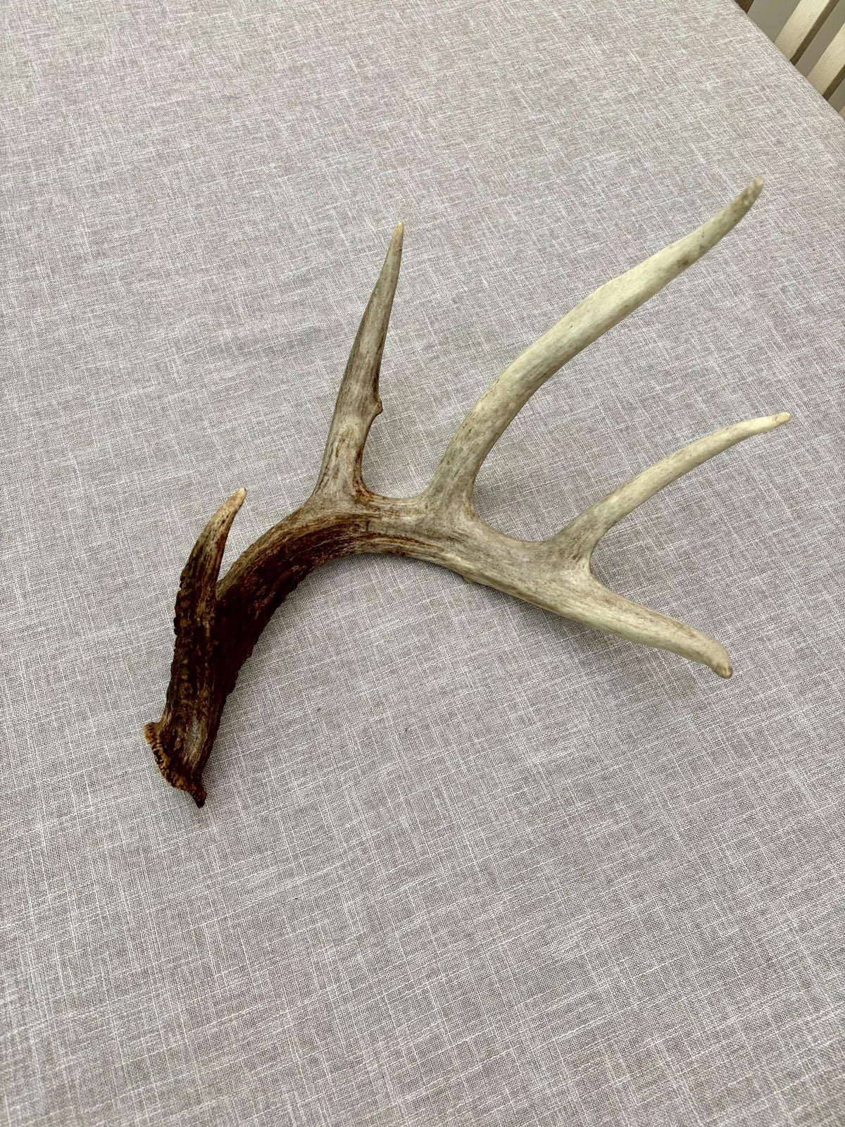 White-tailed Deer Antler. Classic, Large Canadian Buck. Crafting and Decor Antlers