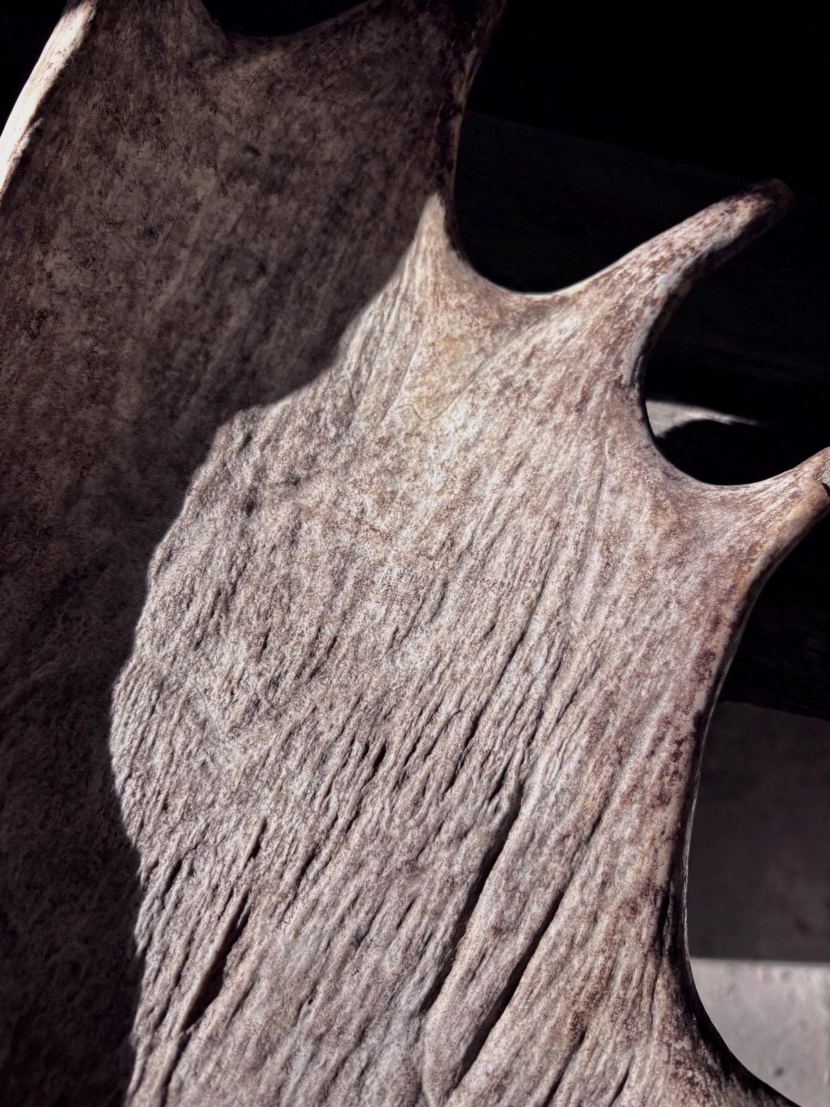 The Perfect Moose Antler Set. Classic, Heavily Palmated Moose Antlers - for Crafting, Decor and More!