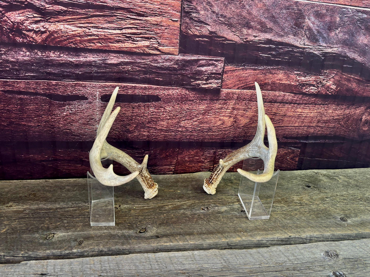 Deer Antlers - White-tailed Deer Matching set. Canadian Buck. Crafting and Decor Antlers