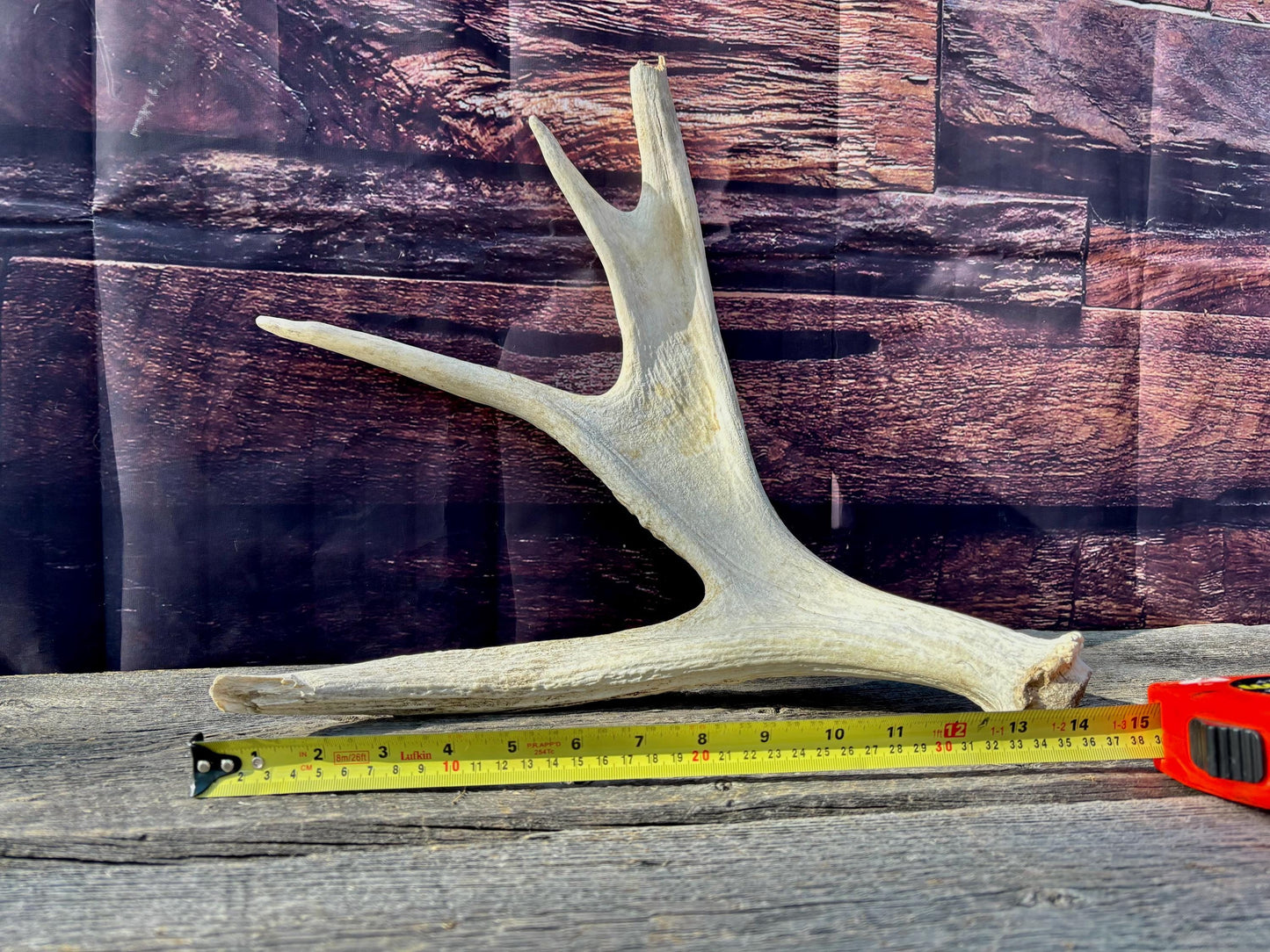 Bull Moose Antler. For crafting, decor and more