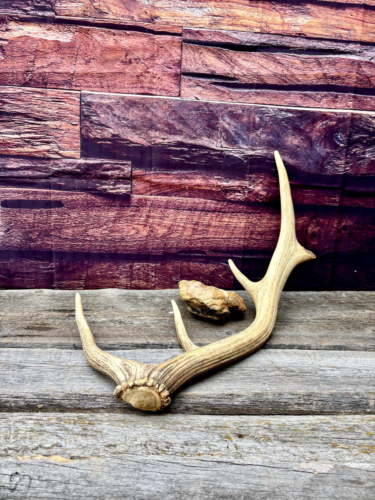 Antler from a Wild Canadian Bull Elk! Home and Cabin Decor, Crafting and Table Centerpiece.