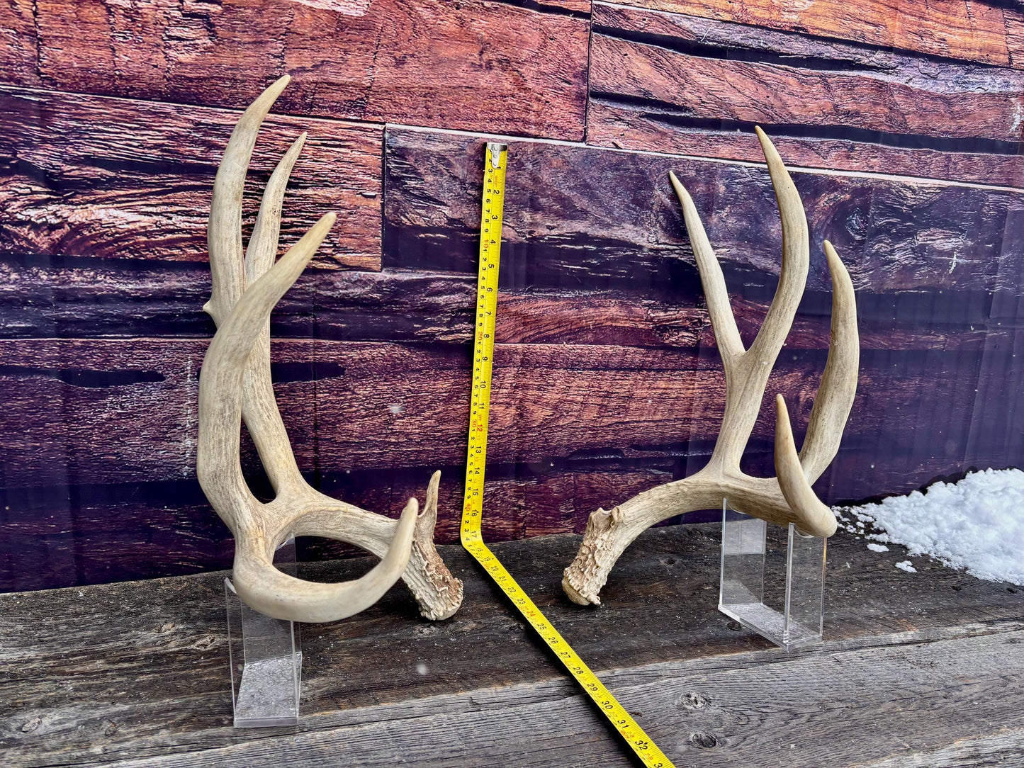 Mule Deer Antlers. Trophy Class Matching Mule deer Set. Decor, design, crafting and more!