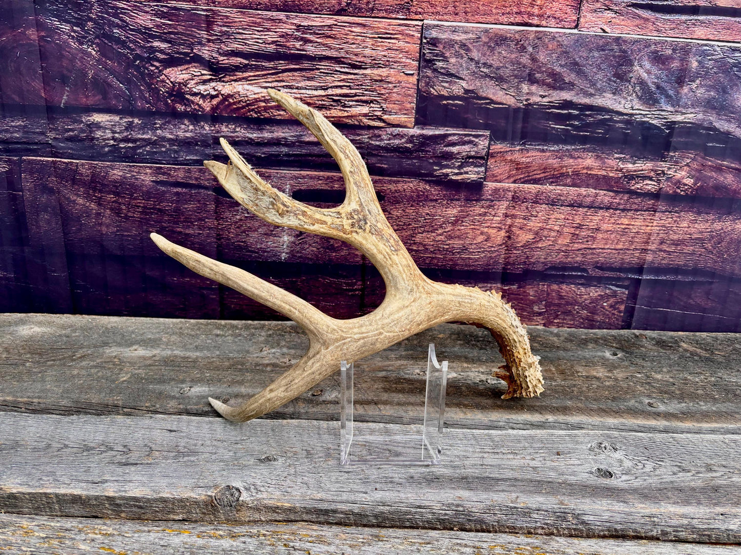 Huge Mule Deer Antler. Decor piece, Table centrepiece, and More.