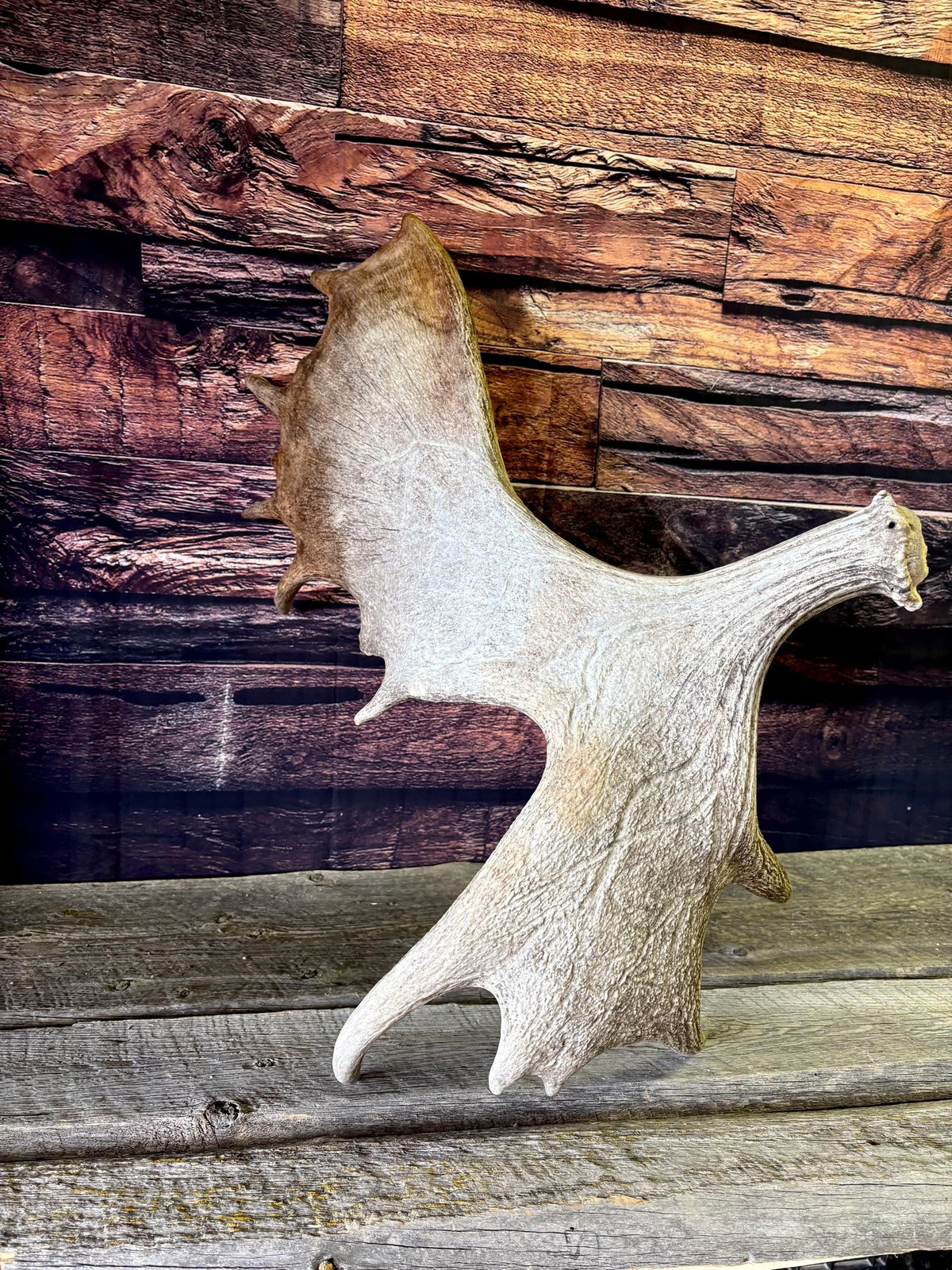 Bull Moose Antler. Giant, Premium Moose Antler for Crafting, Decor and More!