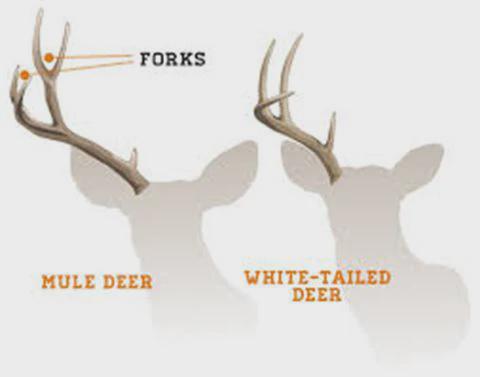 Natural Mule Deer Antlers. FRESH finds, ANY SIZE. Crafting. Decor & Much More
