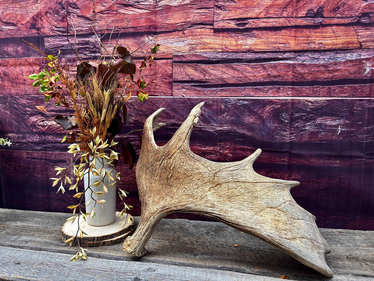 Huge Moose Antler. For Crafting, Decor and More.