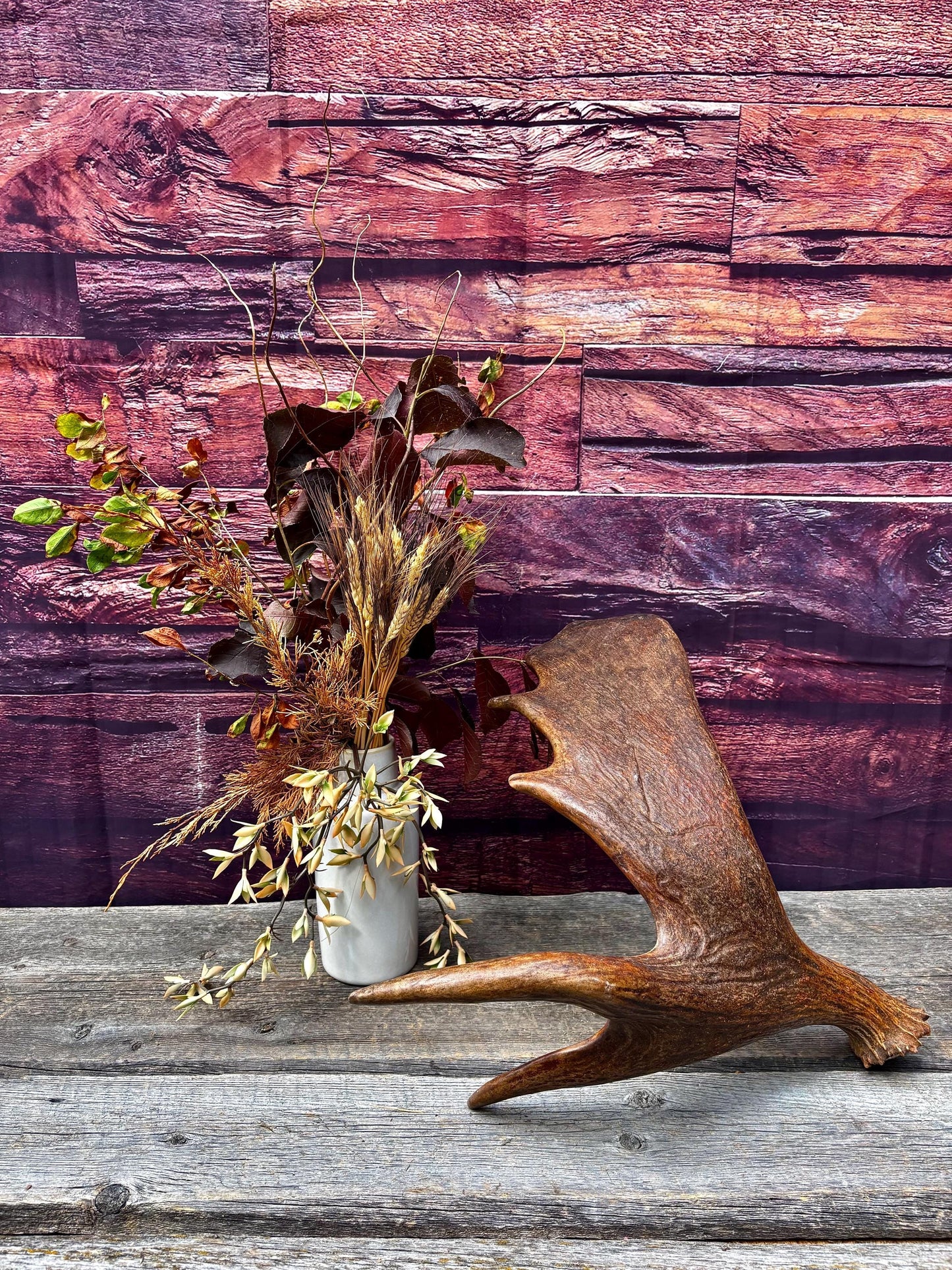The Perfect, Moose Antler. Super Fresh, Ultra Dark-Colored Moose “Paddle” For Crafting, Decor and More