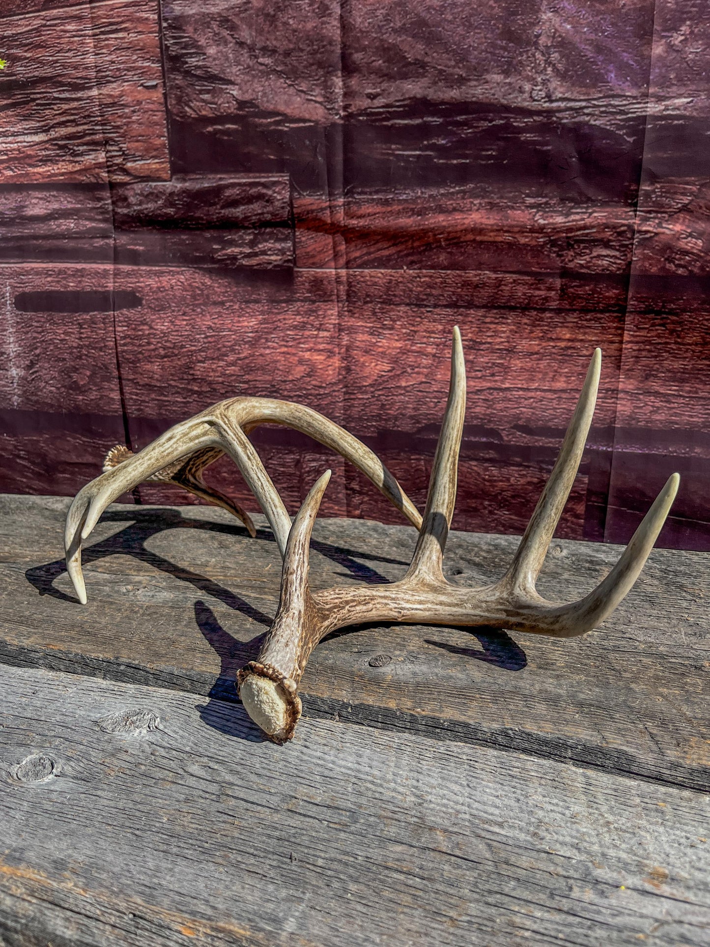 White-Tailed Deer Antler Set: Rustic Farmhouse Decor, Arts & Crafts