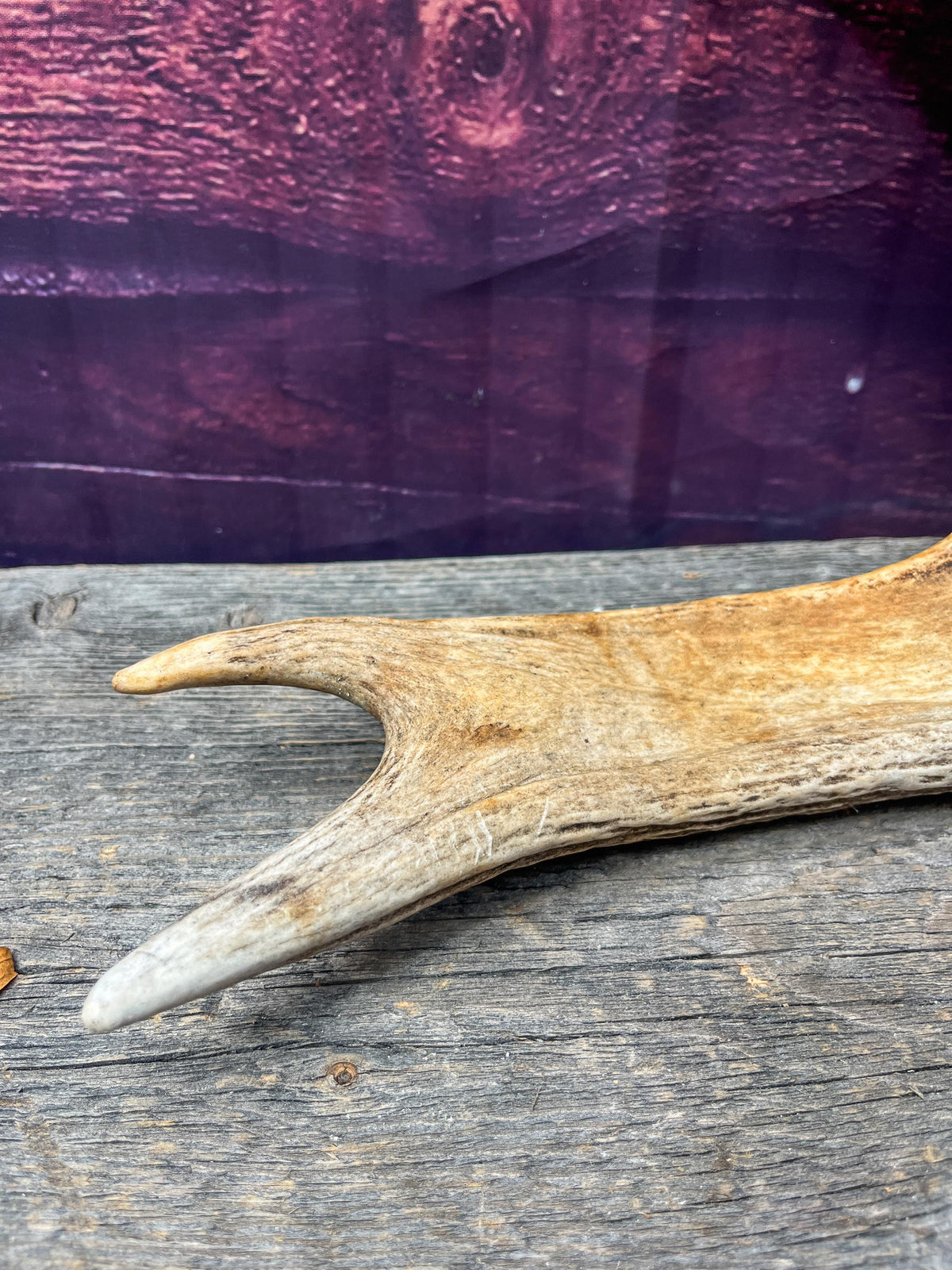 Bull Moose Antler for Crafting, Decor, and more. Naturally shed, weathered antler for interior and exterior decor.