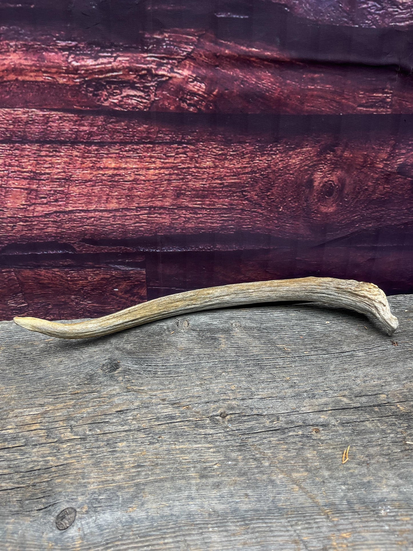 Spike Elk Antler. Elk antler for decor, crafting, performing arts, and more.