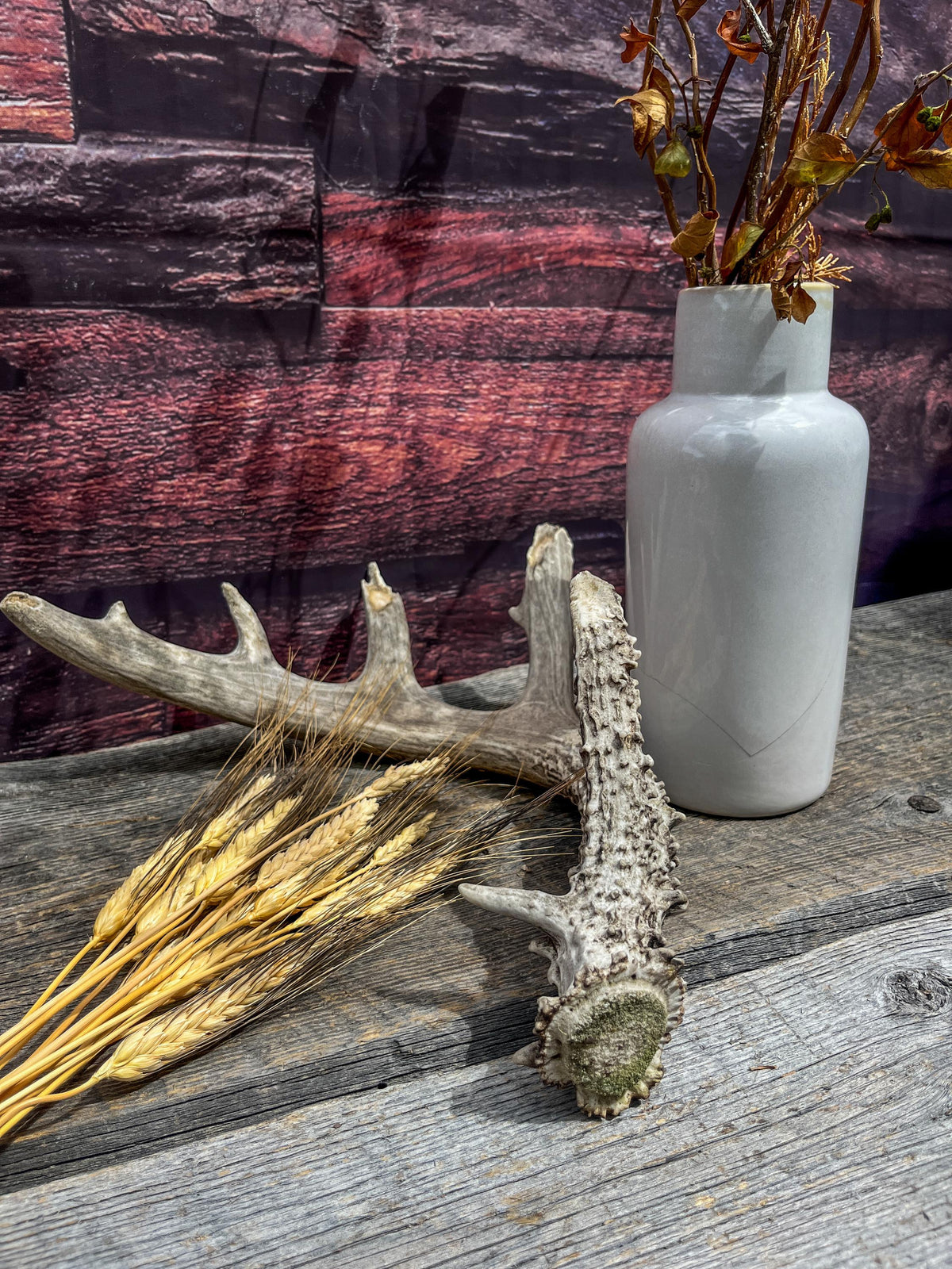 Large Whitetailed Deer Antlers - Old, Weathered, Matching White-tailed Deer Antler Set. Decor Crafting and More