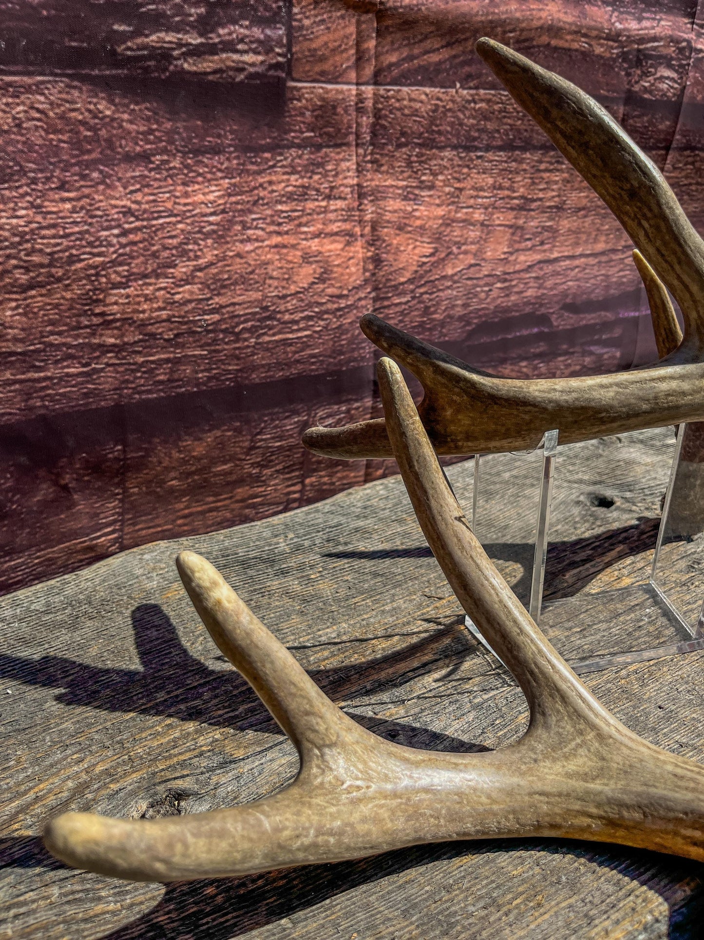 White-Tailed Deer Antler Set: Freshly Shed, 8-Point