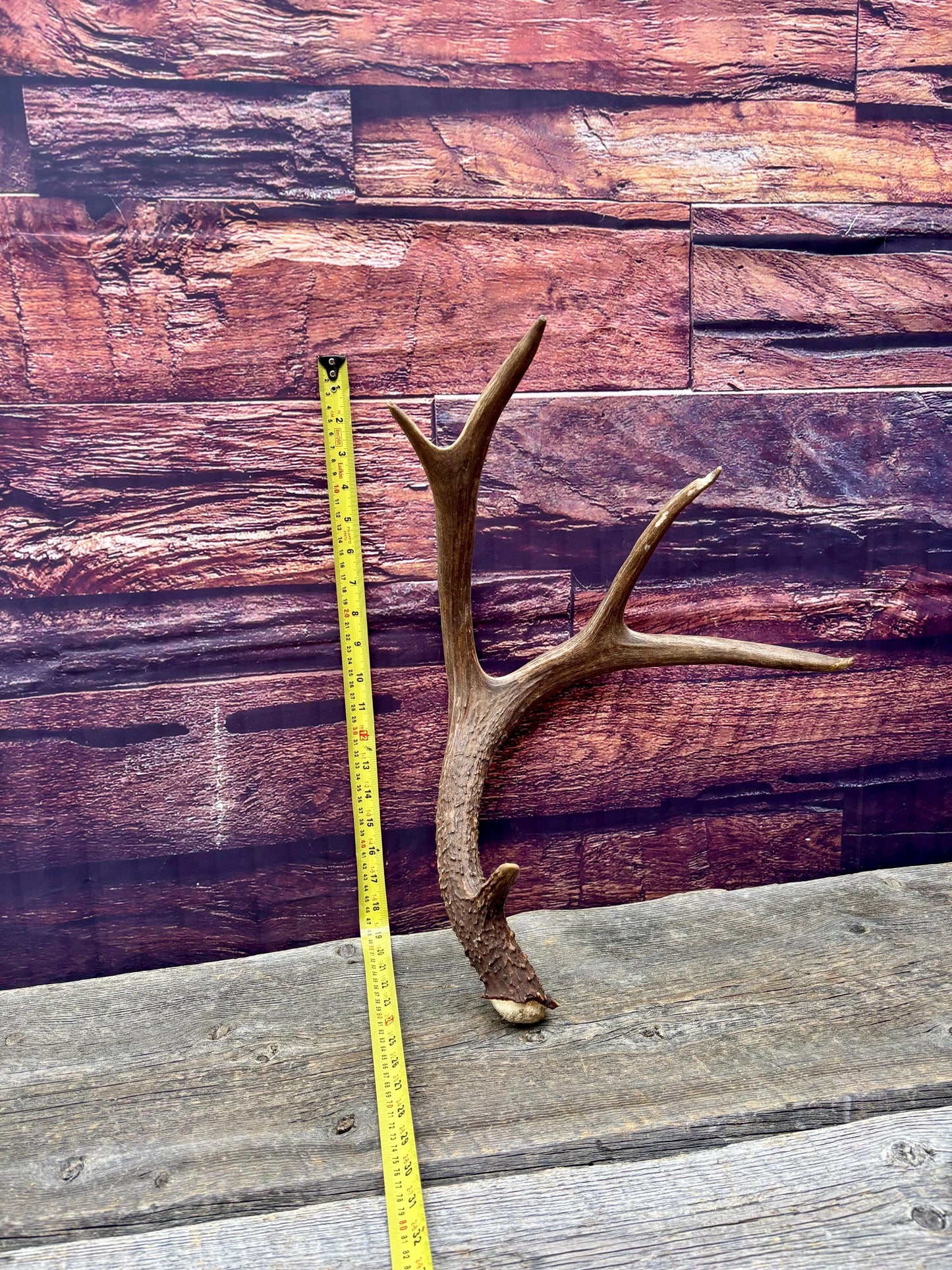 Fresh Mule Deer Antler. Very Dark Rocky Mountain Mule Deer Shed. Decor, Crafting, Table centrepiece, and More.
