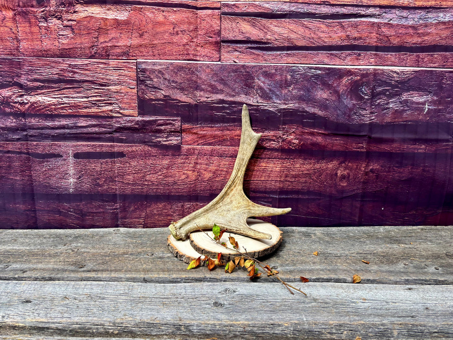 Bull Moose Antler. Fresh. For crafting, decor and more