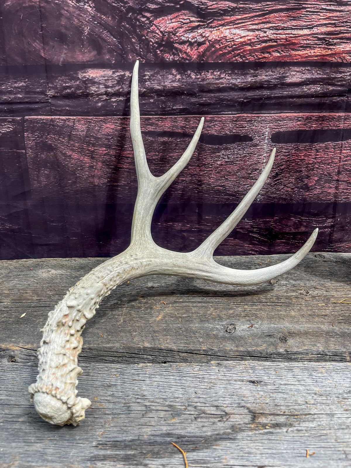 Naturally Shed Mule Deer Antler. Decor piece, Table Centerpiece, and More.